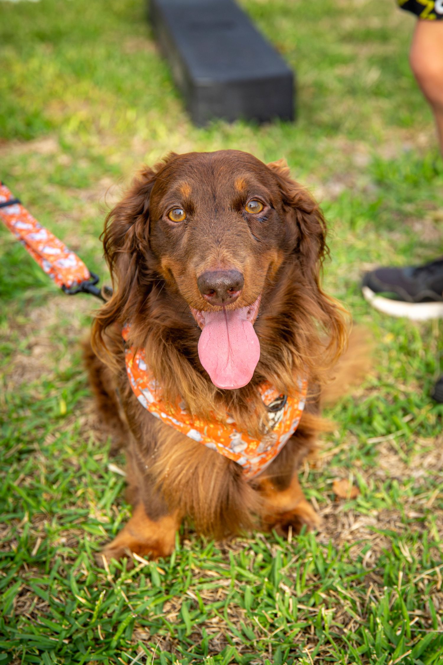 Close-up of a brown dog resting on the grass at a Rockhampton outdoor event