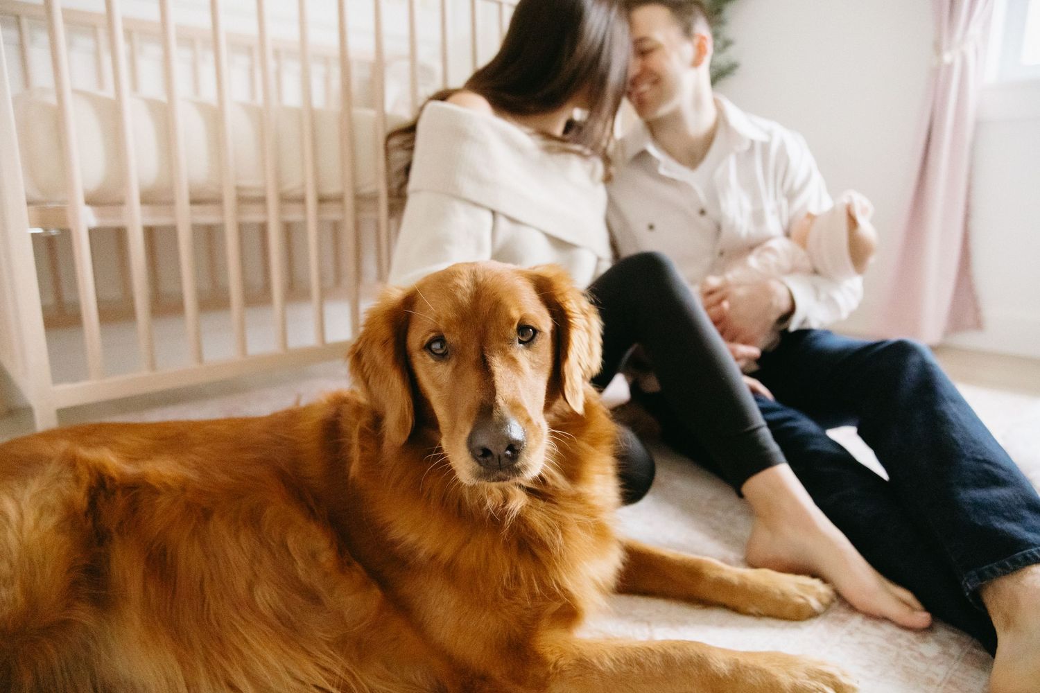 A golden retriever dog lies on a bed with a person in a cozy home setting.
