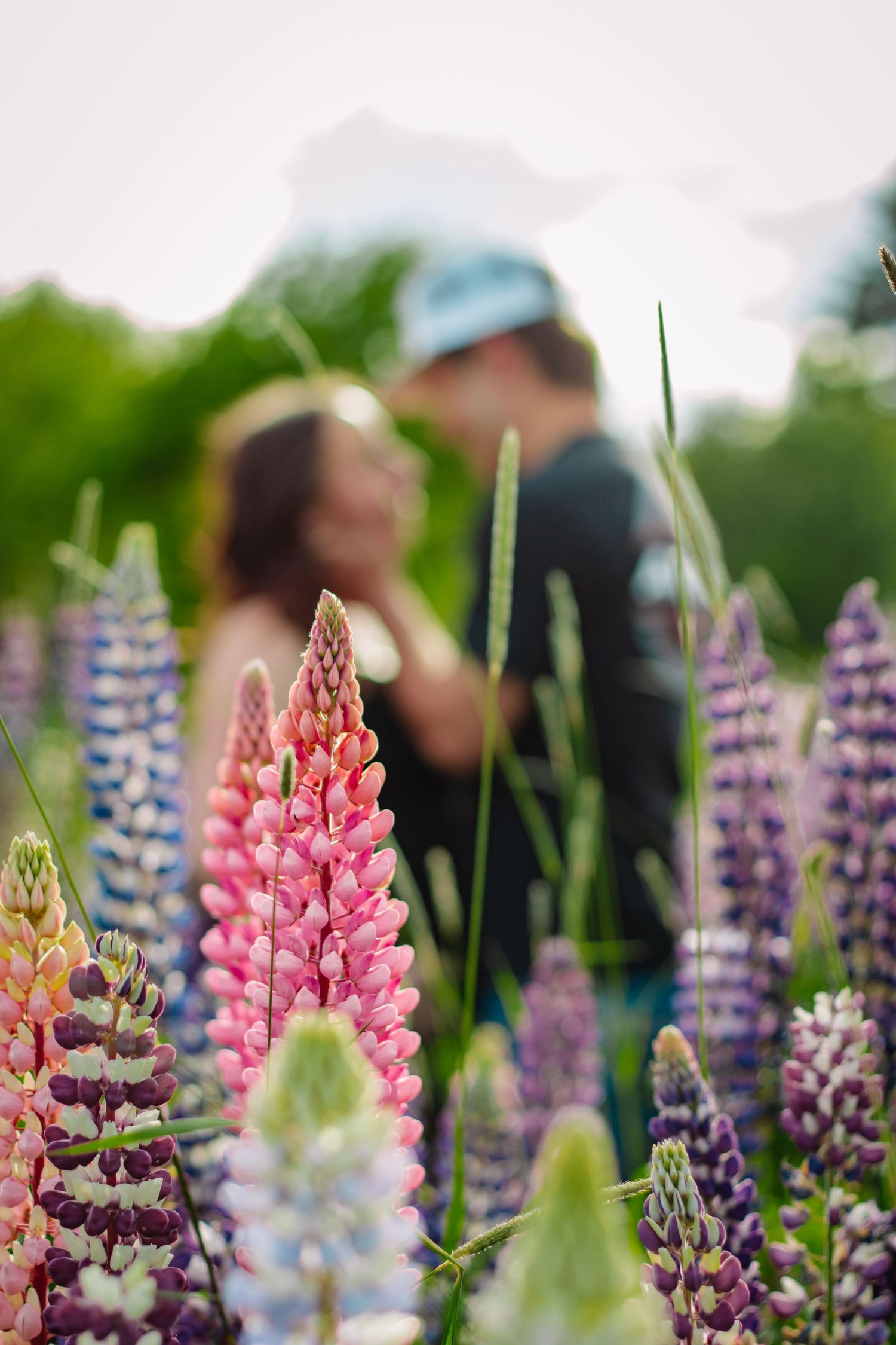 Couple kissing softly behind vibrant pink and purple lupine flowers in a garden.