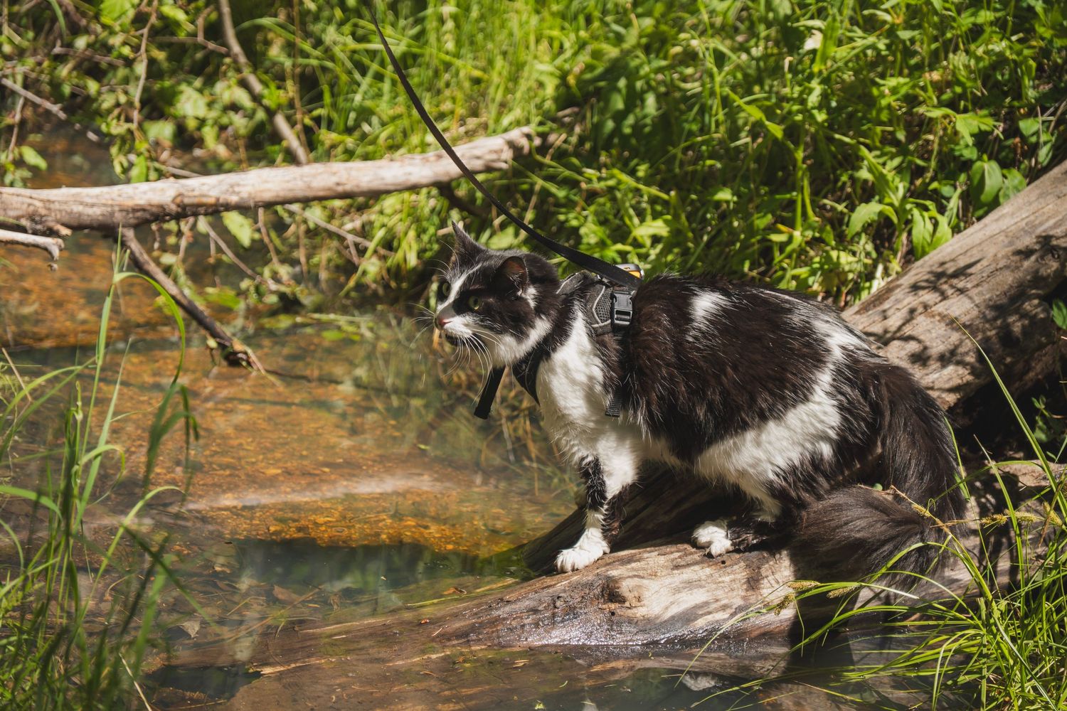 Pet portrait of a cat with natural light in Colorado captured by Shay Godfrey Photography