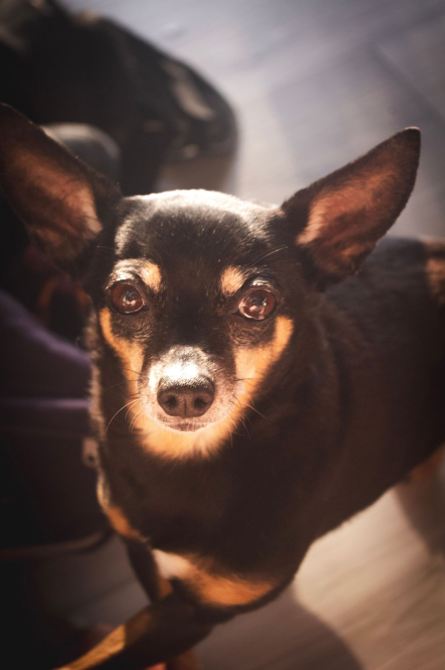 Lifestyle pet photography capturing a playful chihuahua in Littleton, Colorado