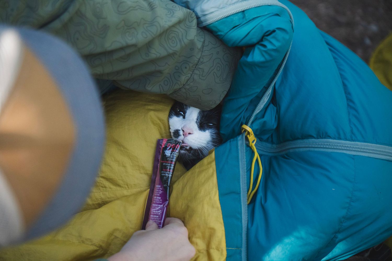 Shay Godfrey photographing a cat sleeping in a sleeping bag on a backpacking trip