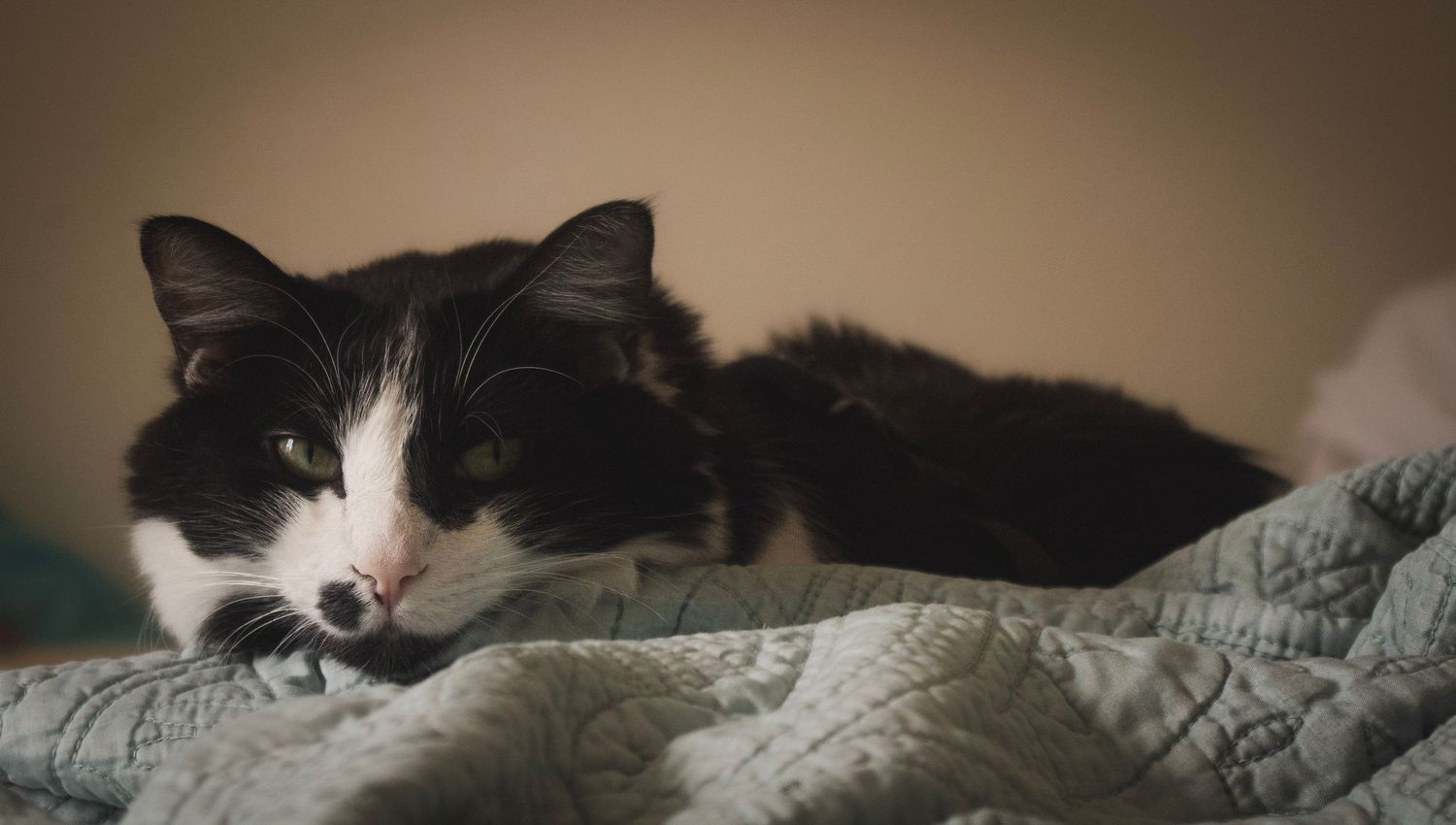 Lifestyle pet photography capturing a sleepy cat in Littleton, Colorado