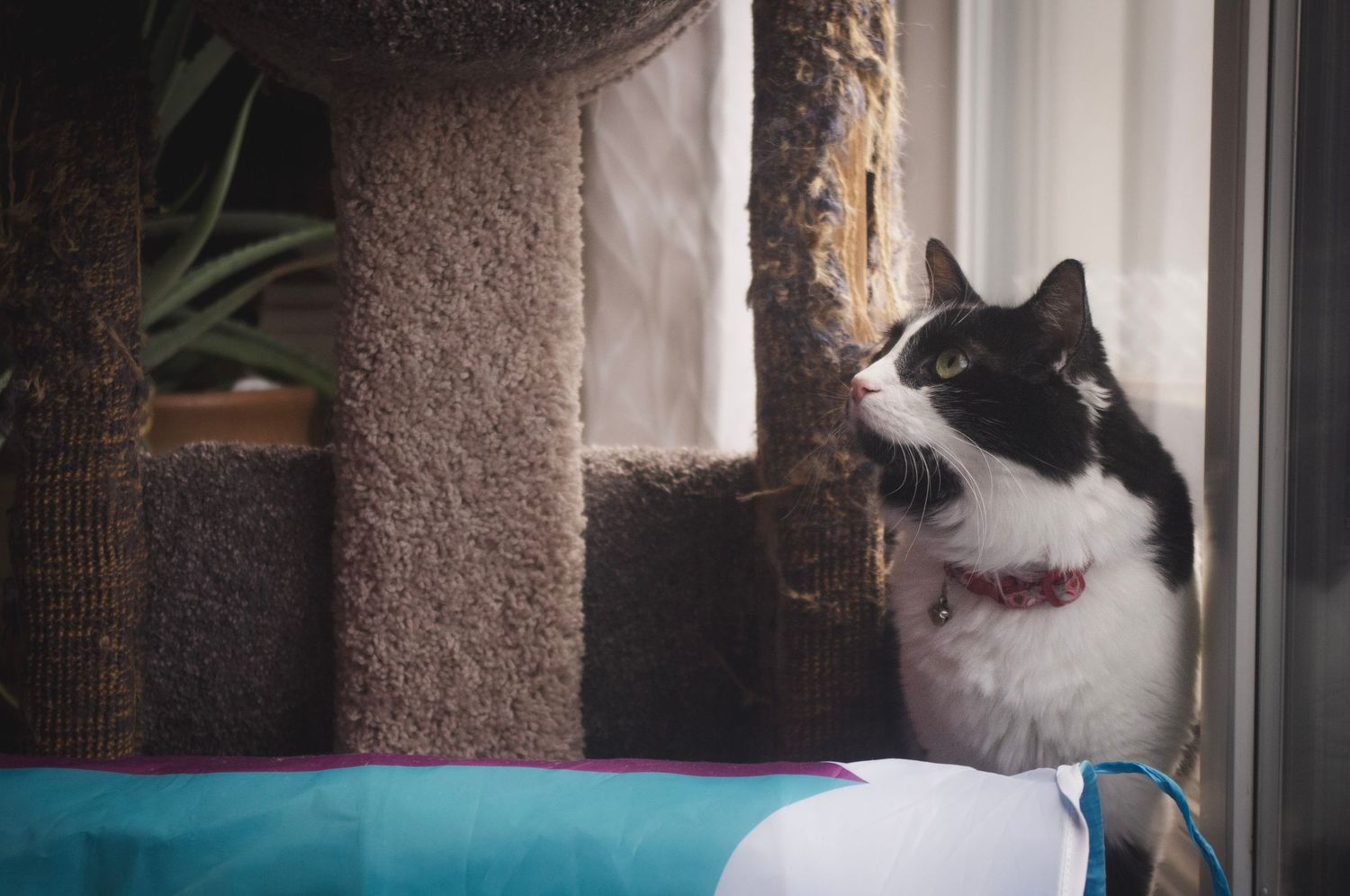 Lifestyle pet photography capturing a playful cat in Littleton, Colorado