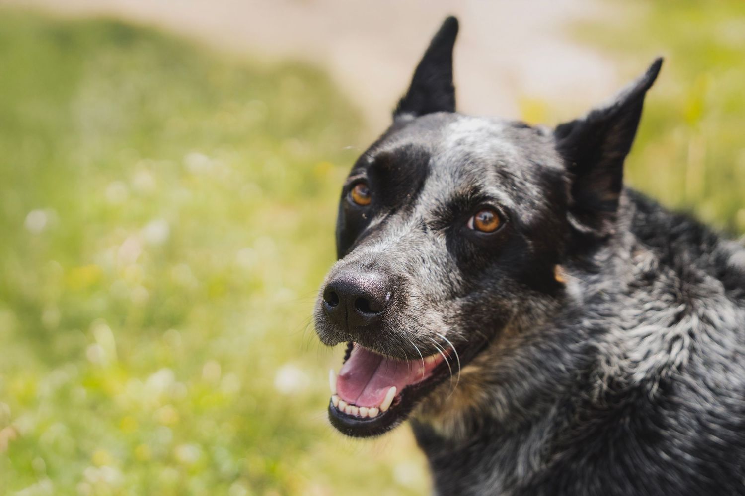 Dog exploring a forest trail during a Colorado lifestyle photography session