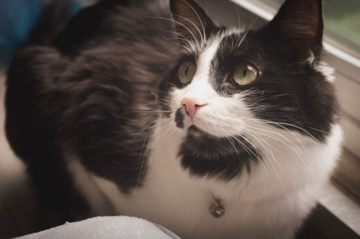 Lifestyle pet photography capturing a playful cat in Littleton, Colorado