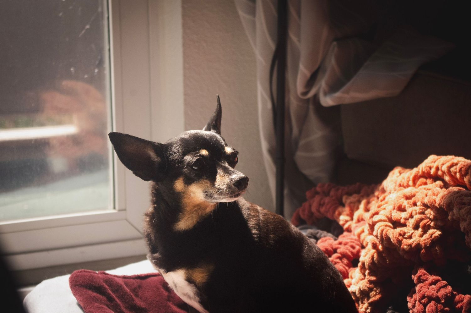 Lifestyle pet photography capturing a pretty chihuahua sitting in Littleton, Colorado