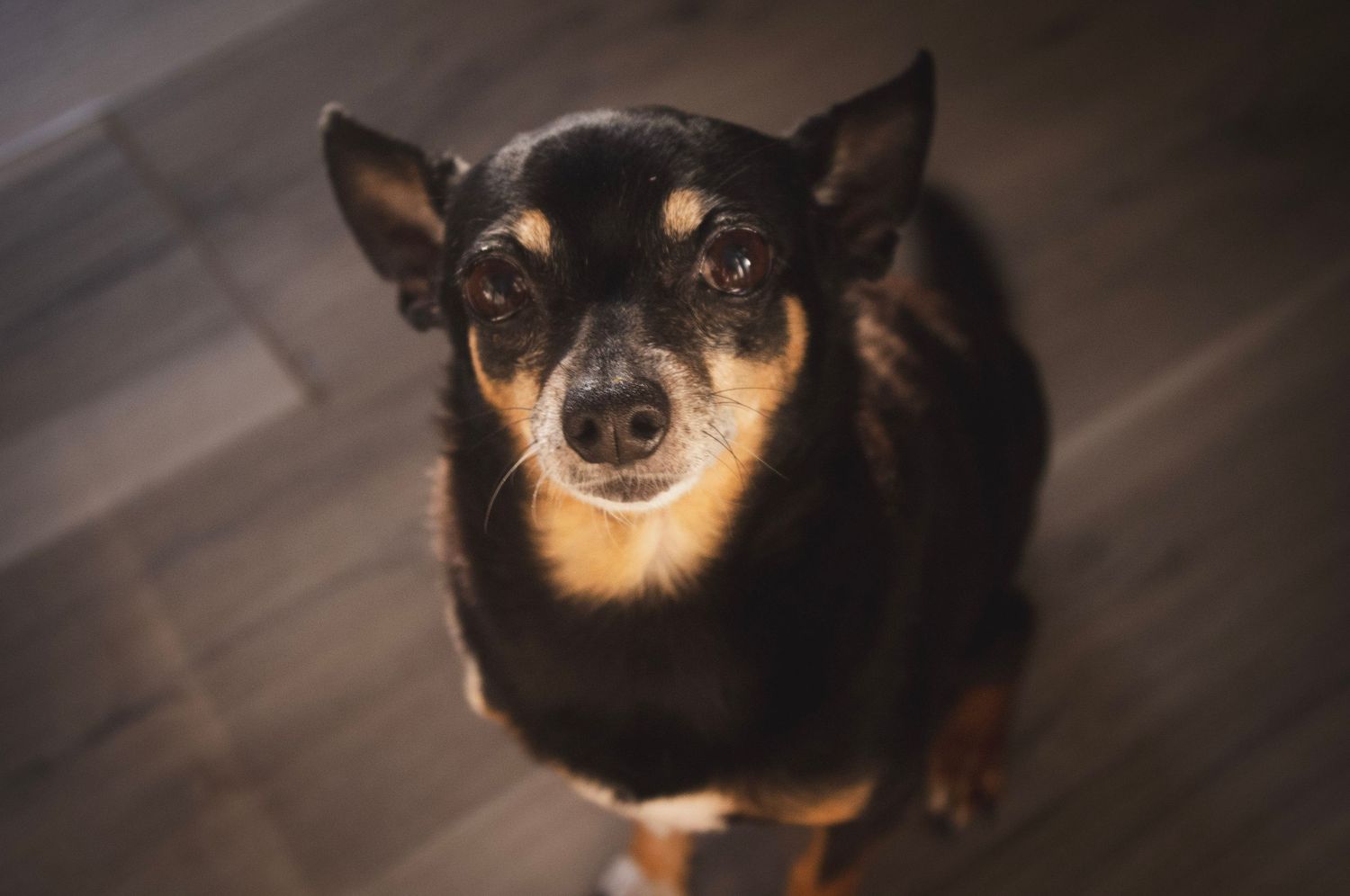Lifestyle pet photography capturing a pretty chihuahua sitting in Littleton, Colorado