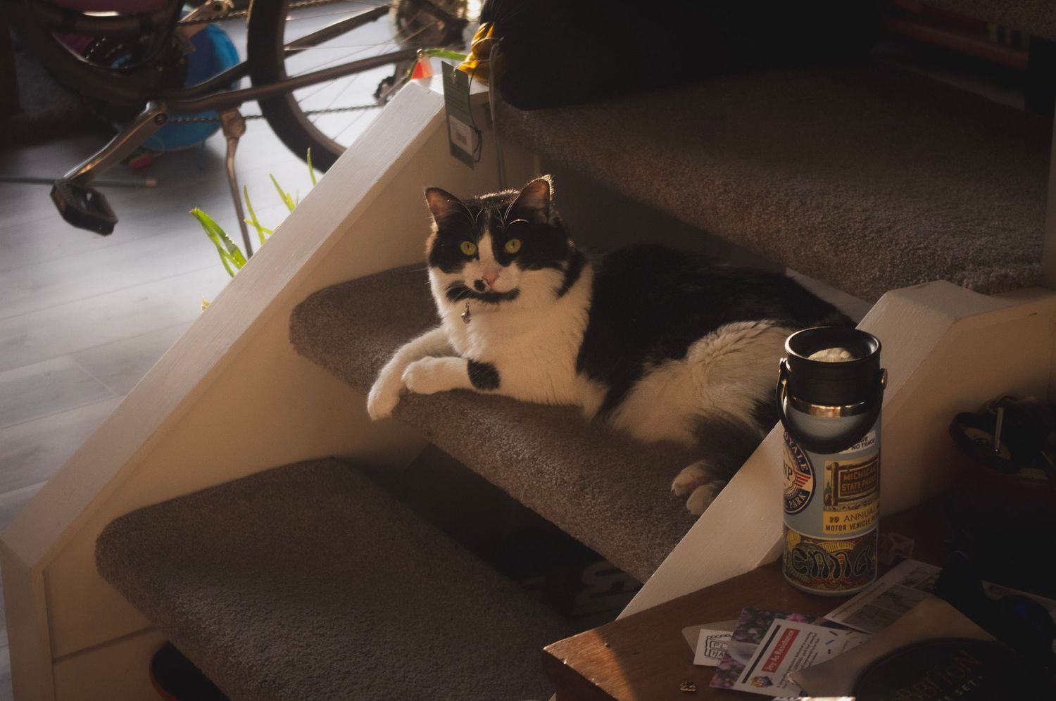 Lifestyle pet photography capturing a playful cat in Littleton, Colorado