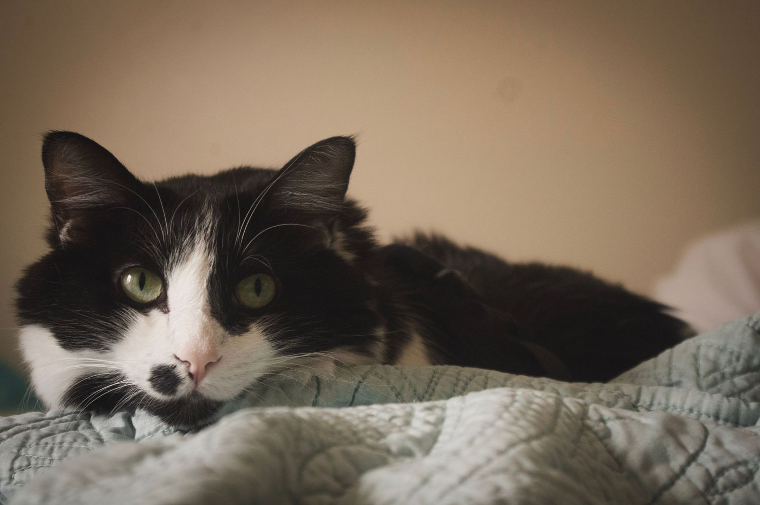 Lifestyle pet photography capturing a sleepy l cat in Littleton, Colorado