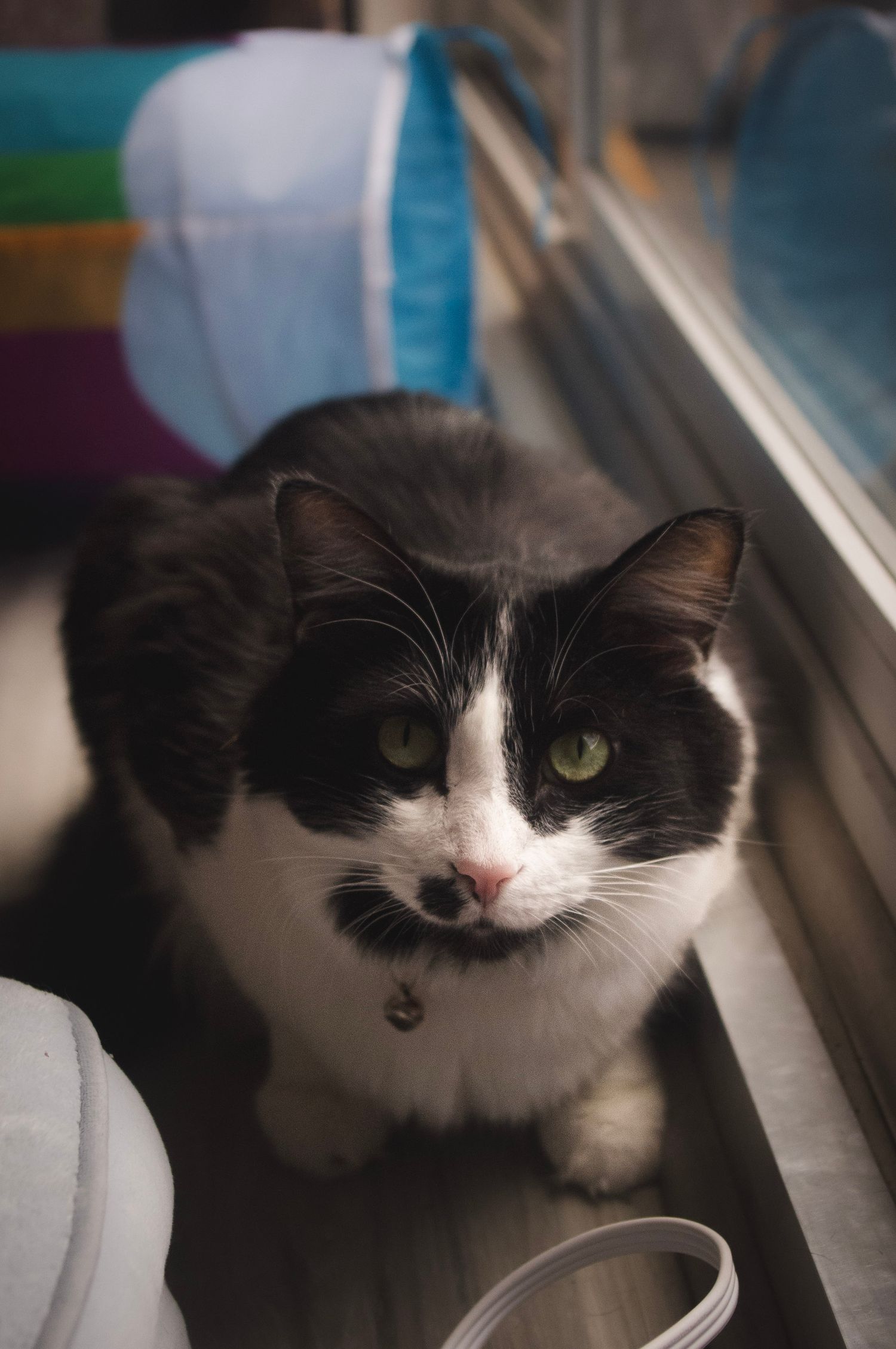 Lifestyle pet photography capturing a playful cat in Littleton, Colorado