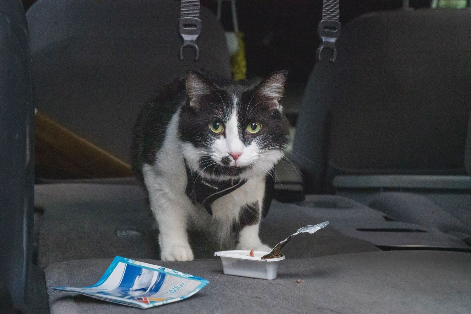 Shay Godfrey photographing a cat eating his meal in the back of a car