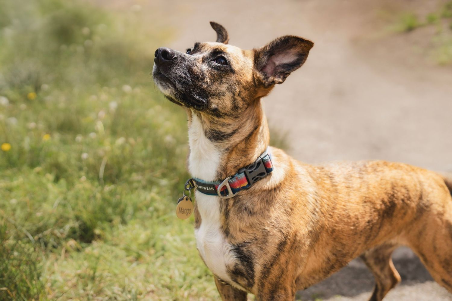 Dog exploring a forest trail during a Colorado lifestyle photography session