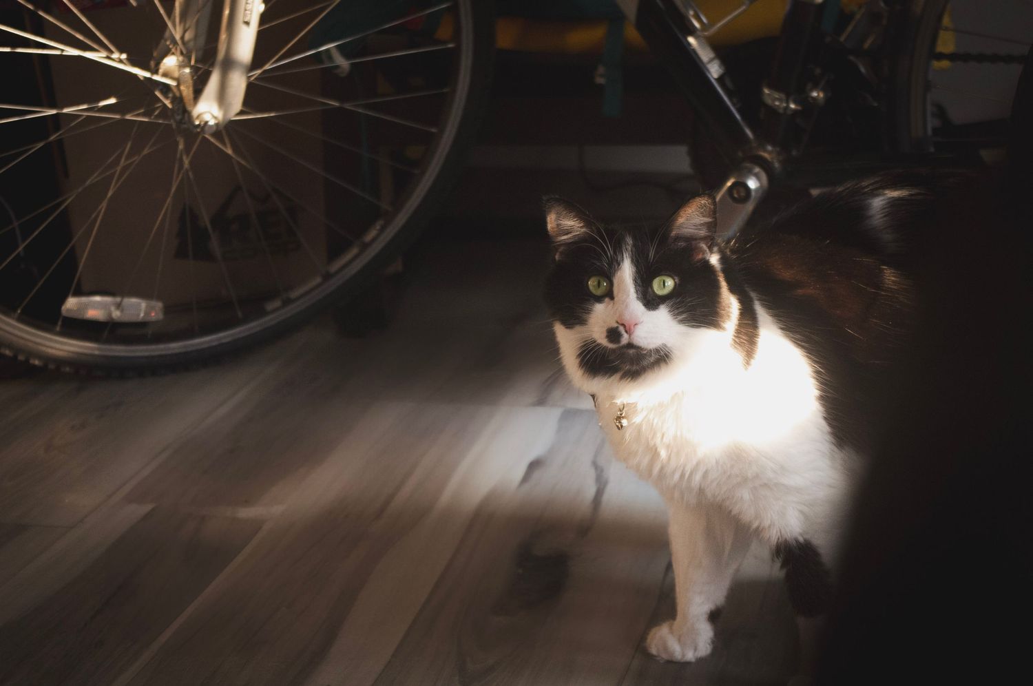 Lifestyle pet photography capturing a playful cat in Littleton, Colorado