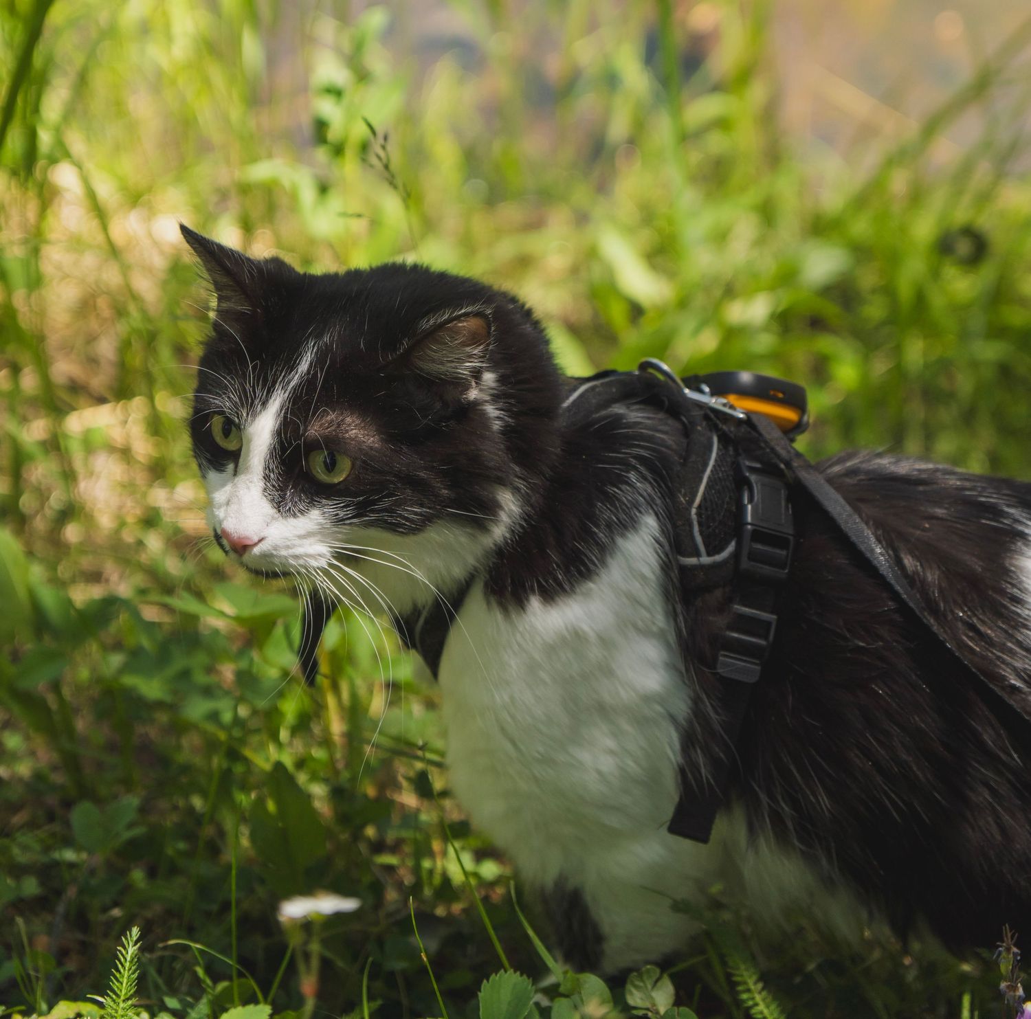 Shay Godfrey photographing a cat exploring a Colorado backyard
