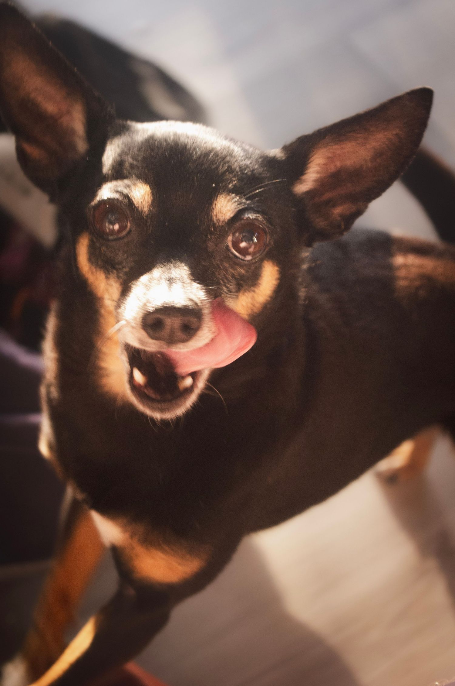 Lifestyle pet photography capturing a playful chihuahua in Littleton, Colorado