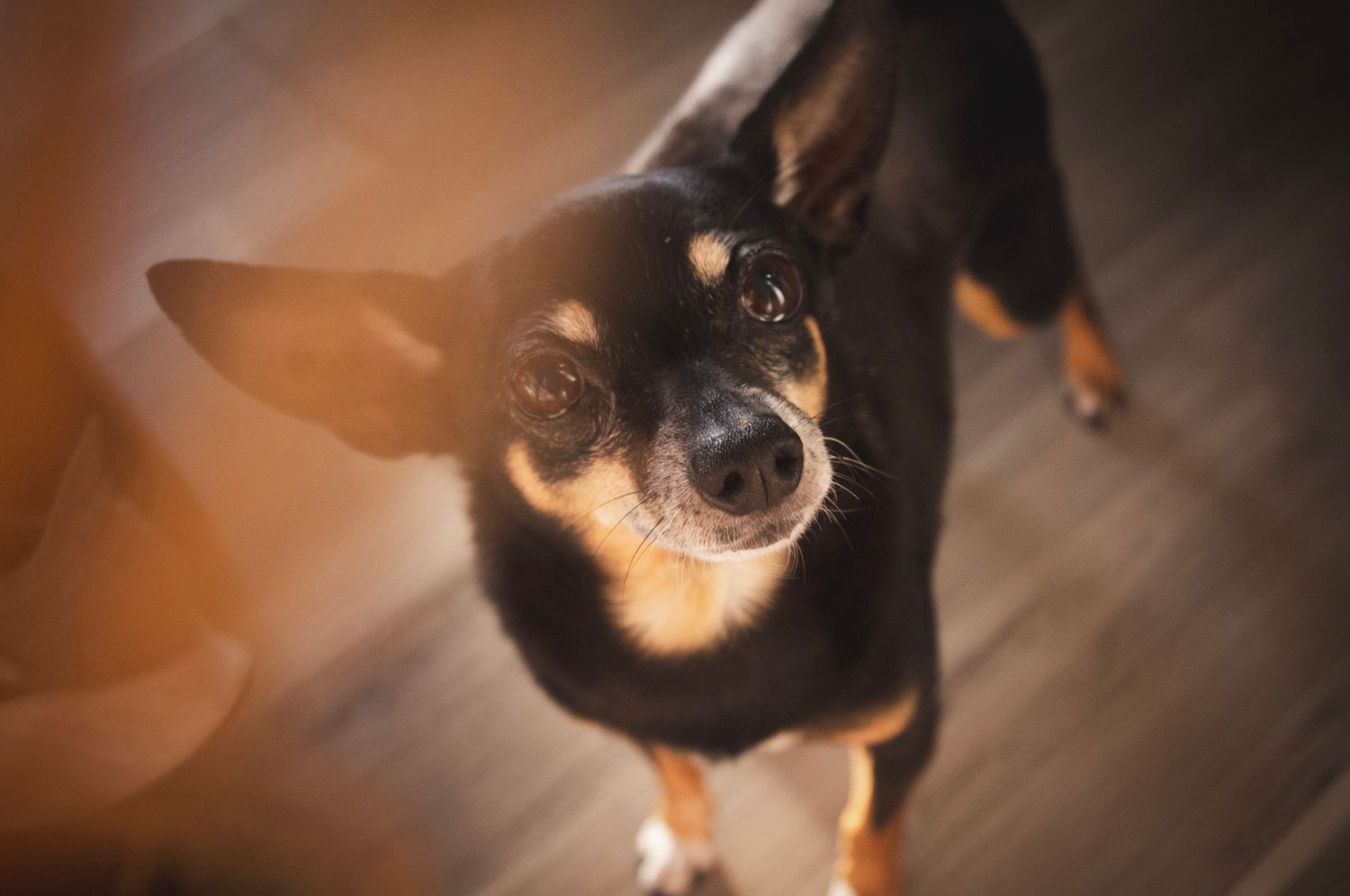 Lifestyle pet photography capturing a pretty chihuahua  in Littleton, Colorado