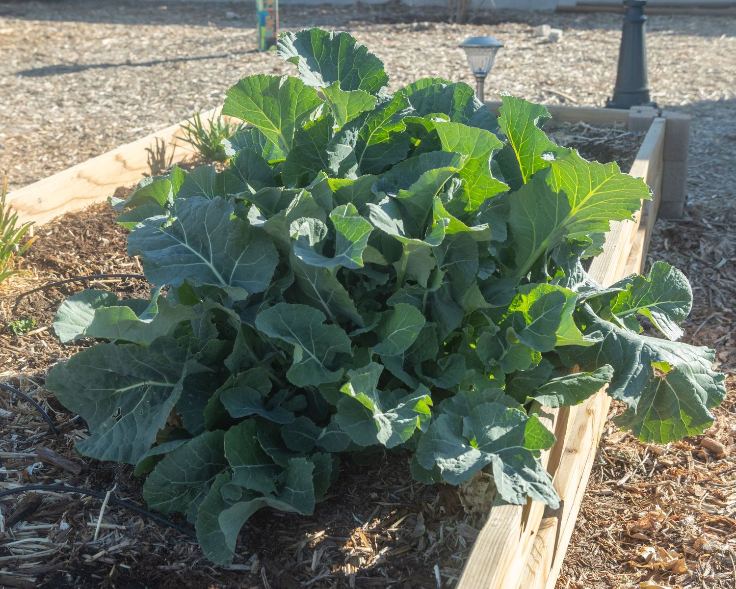 Green collard plants growing in a wooden raised garden bed with mulch ground cover showing healthy leafy growth.