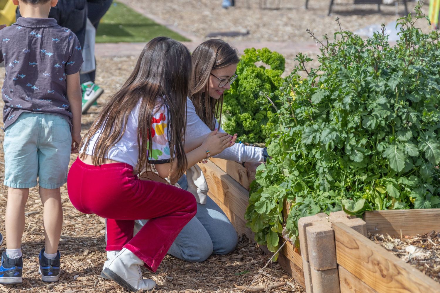 Students tend to plants and vegetables in raised garden beds during an outdoor learning activity.