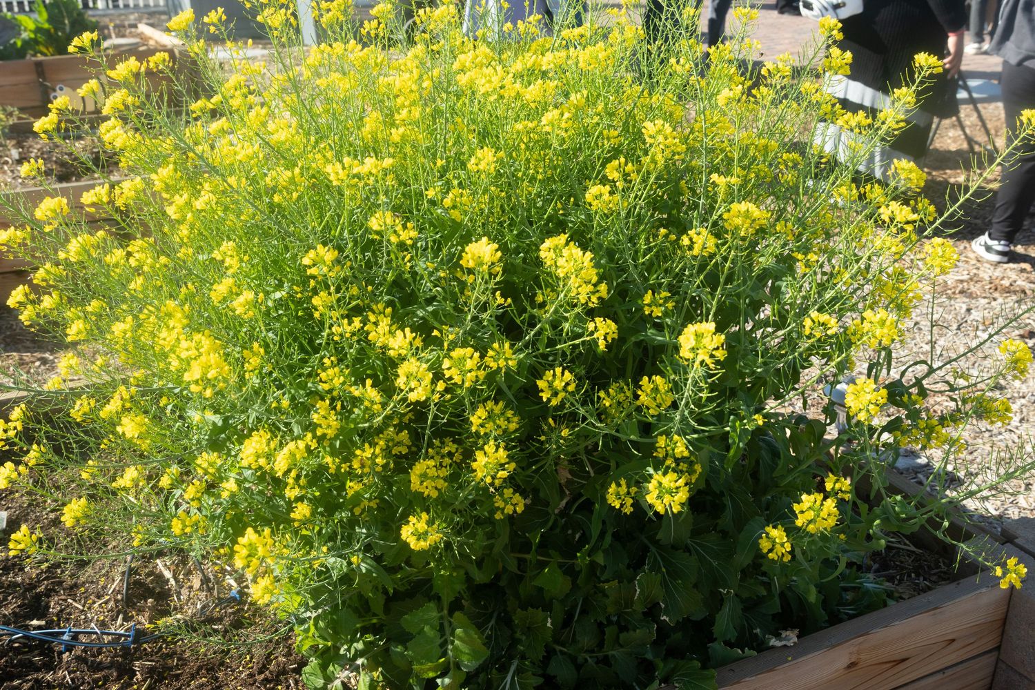 Bright yellow rapeseed flowers blooming abundantly in a garden with green foliage covering multiple planters.