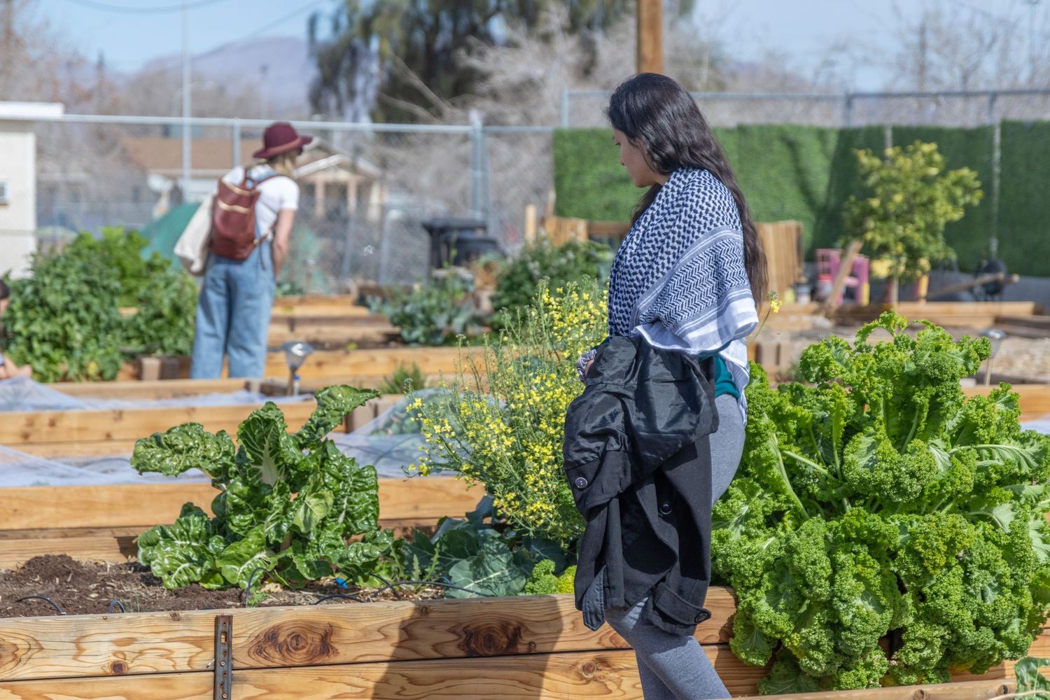 Gardeners tend to raised wooden planter beds filled with leafy green vegetables and herbs in a community garden.
