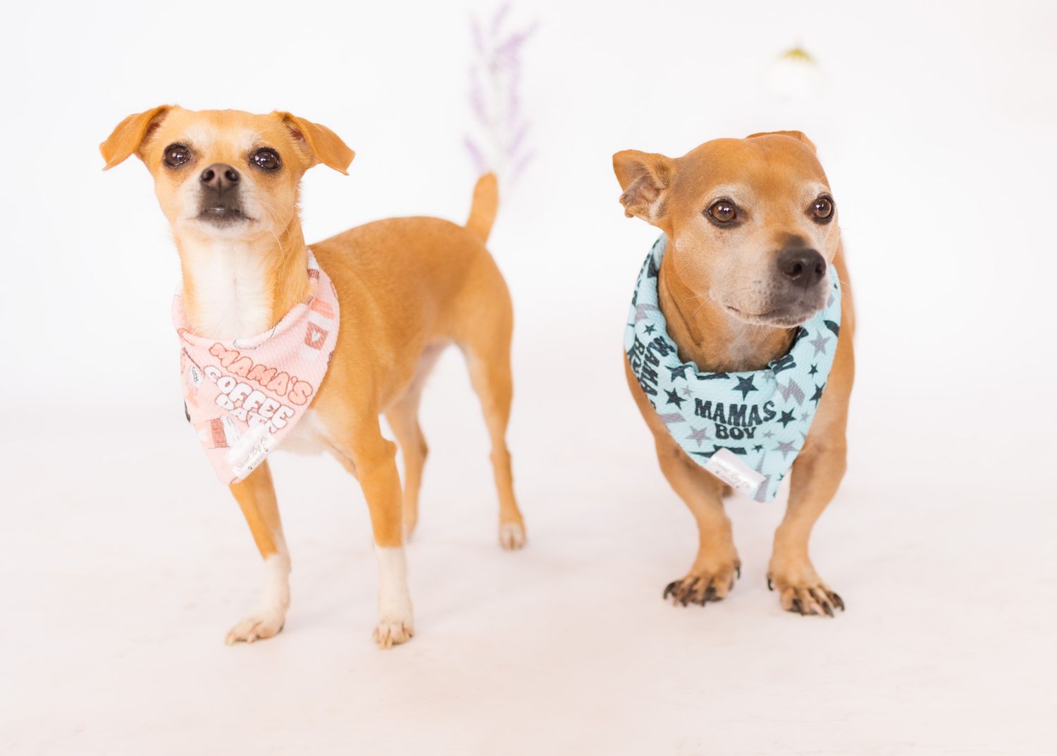 A cute tan Chihuahua mix dog wearing a blue bandana poses in a series of identical positions against a white background.