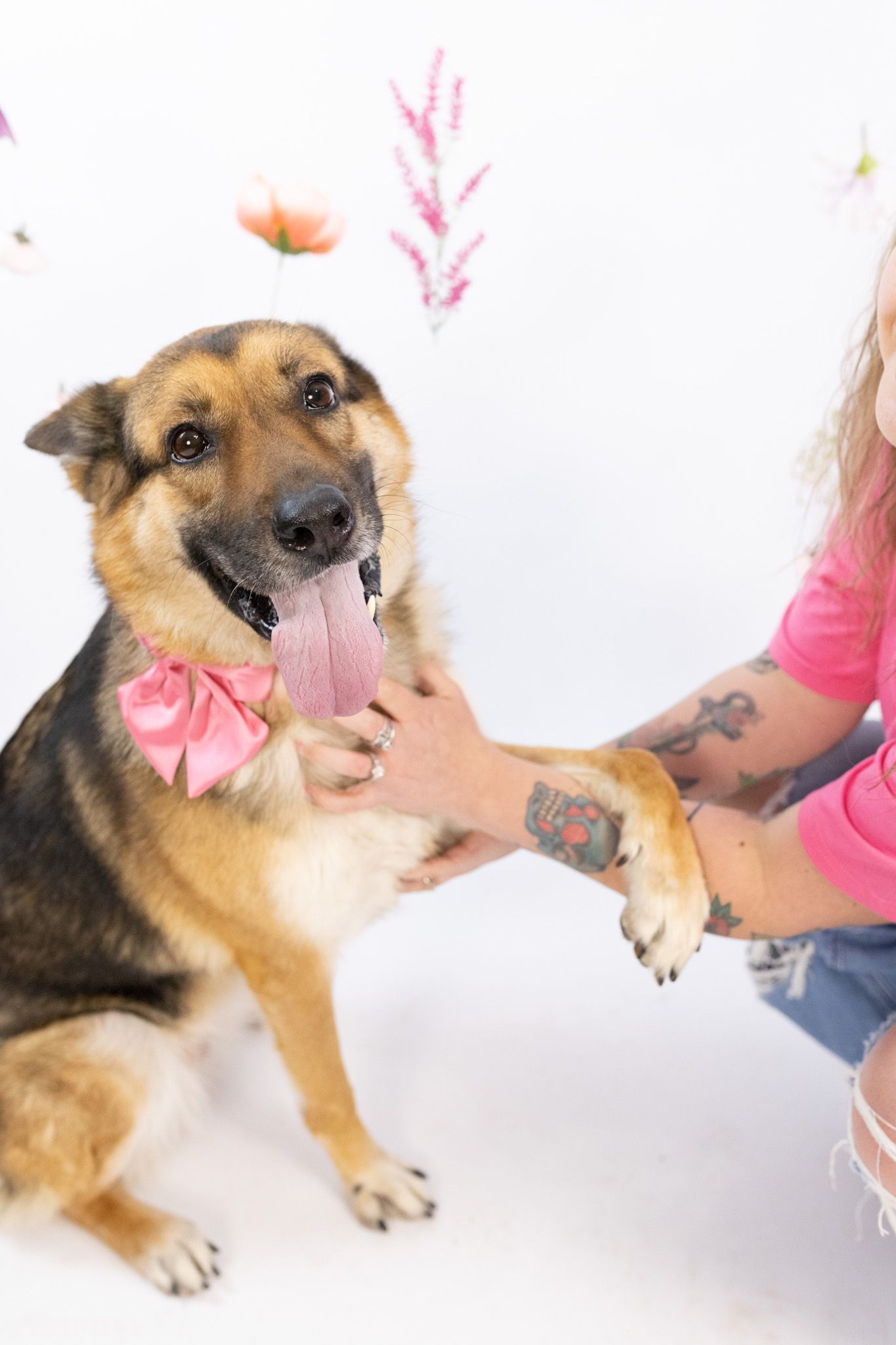 German Shepherd mix wearing pink bow poses for photo while being pet.