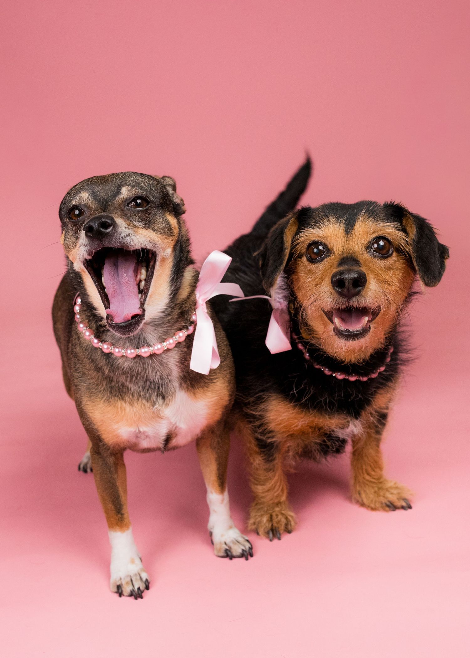 Two small dogs wearing pink bead necklaces and bows pose against a pink background, one yawning widely.