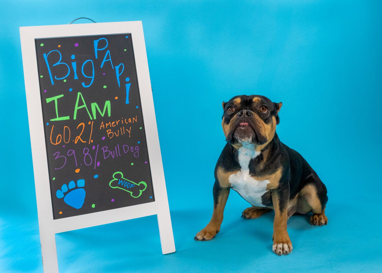 A puppy sits next to a chalkboard sign announcing Big Brother with paw prints and bone drawings on a blue background.