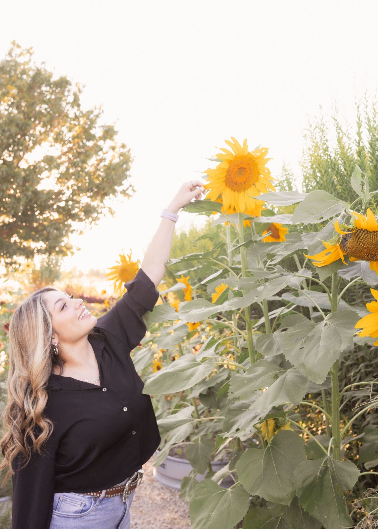 Woman reaching up to touch a bright yellow sunflower in a sunflower field, wearing a black top and jeans.