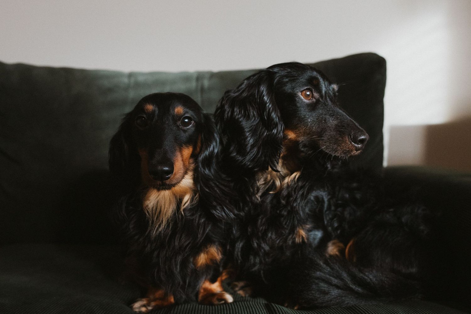 Two black and tan dachshunds sitting together on a dark couch.