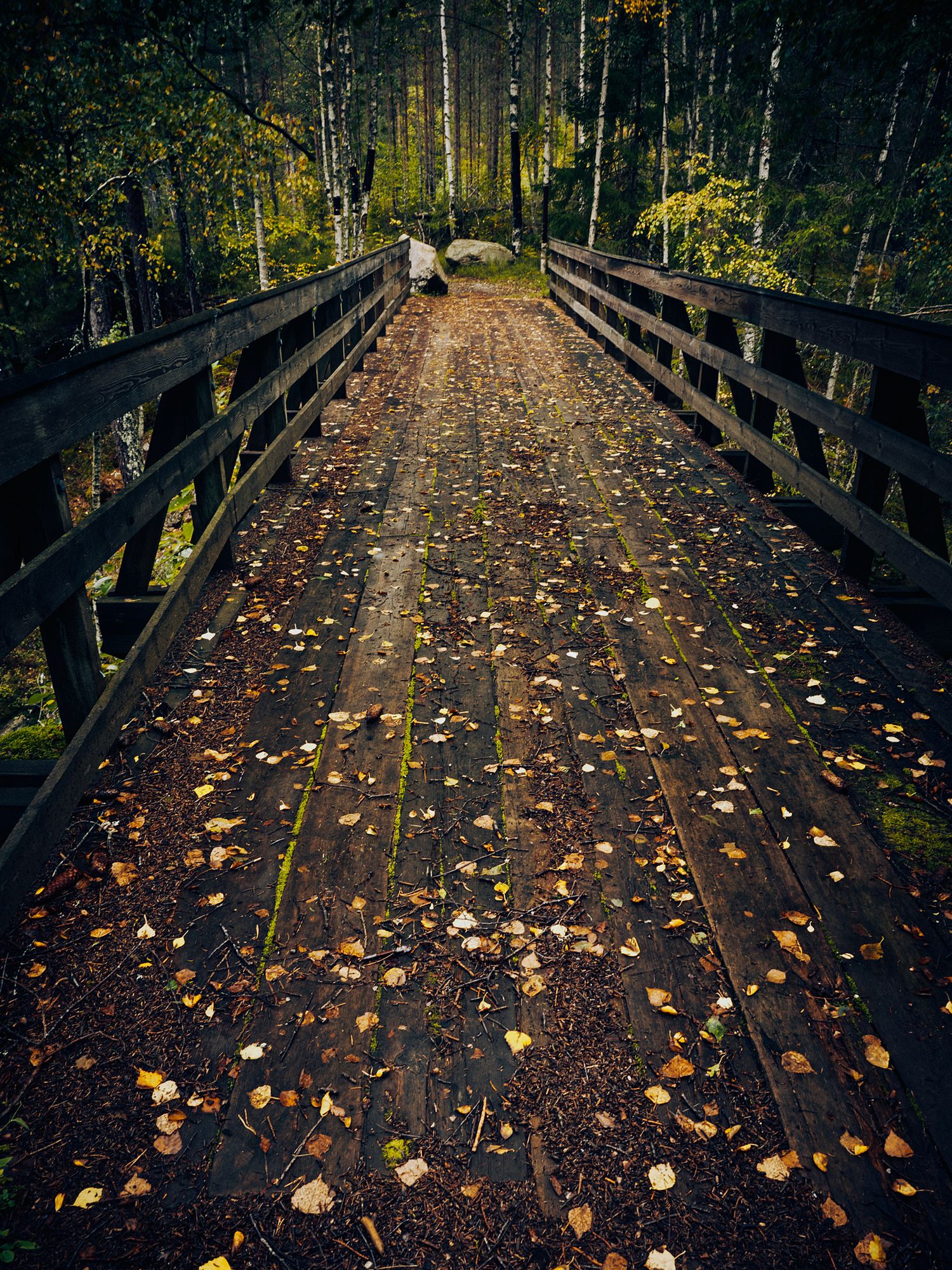 Wooden footbridge covered in fallen autumn leaves through a misty forest.