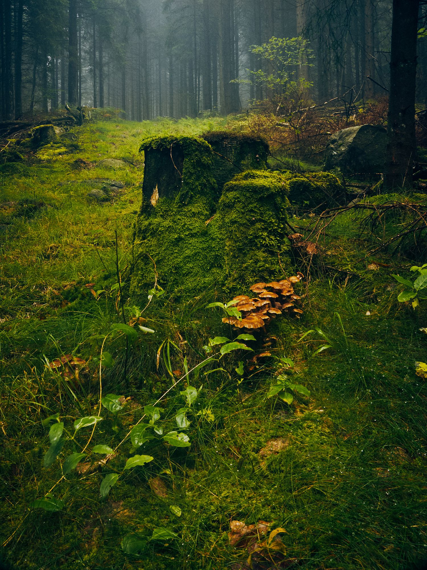 Moody forest scene with glowing orange mushrooms growing on moss covered ground in misty evergreen woodland.