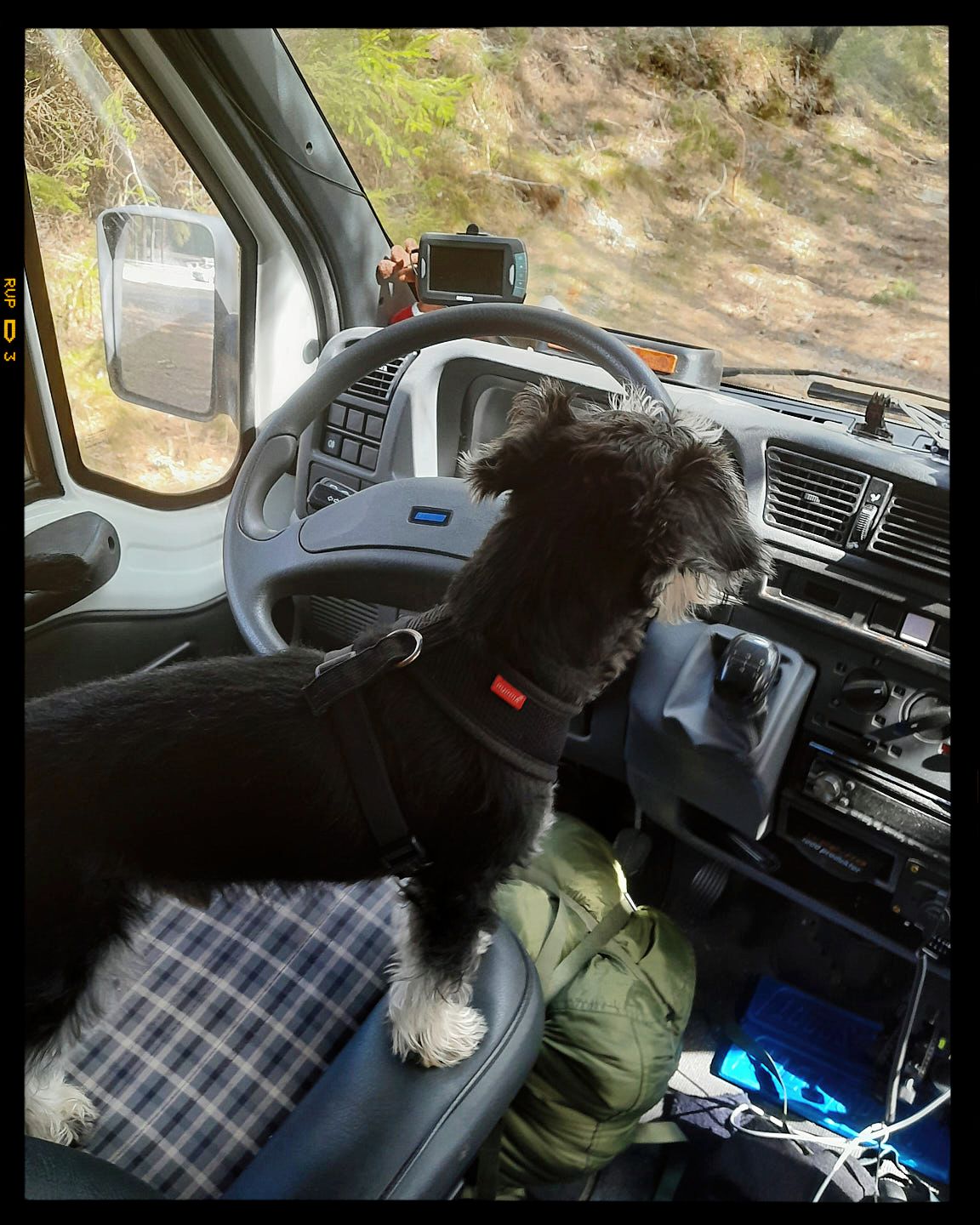 Black and white dog sitting in driver's seat of van with dashboard and GPS device visible through windshield.