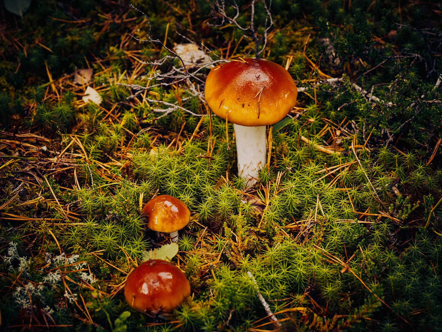 Orange mushrooms growing among green moss in a forest floor panorama.