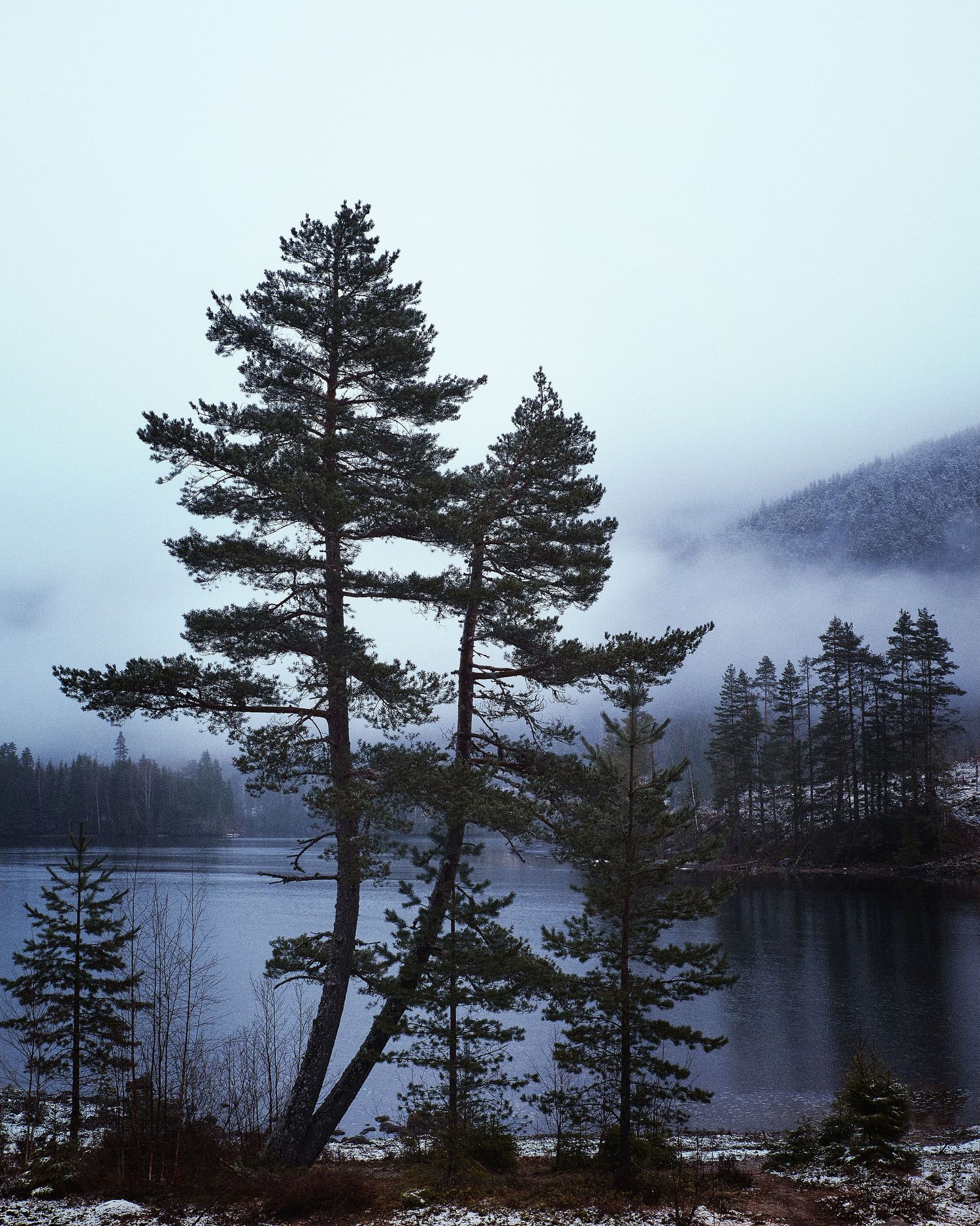 Moody winter lake scene with tall pine trees and misty mountains in the background.