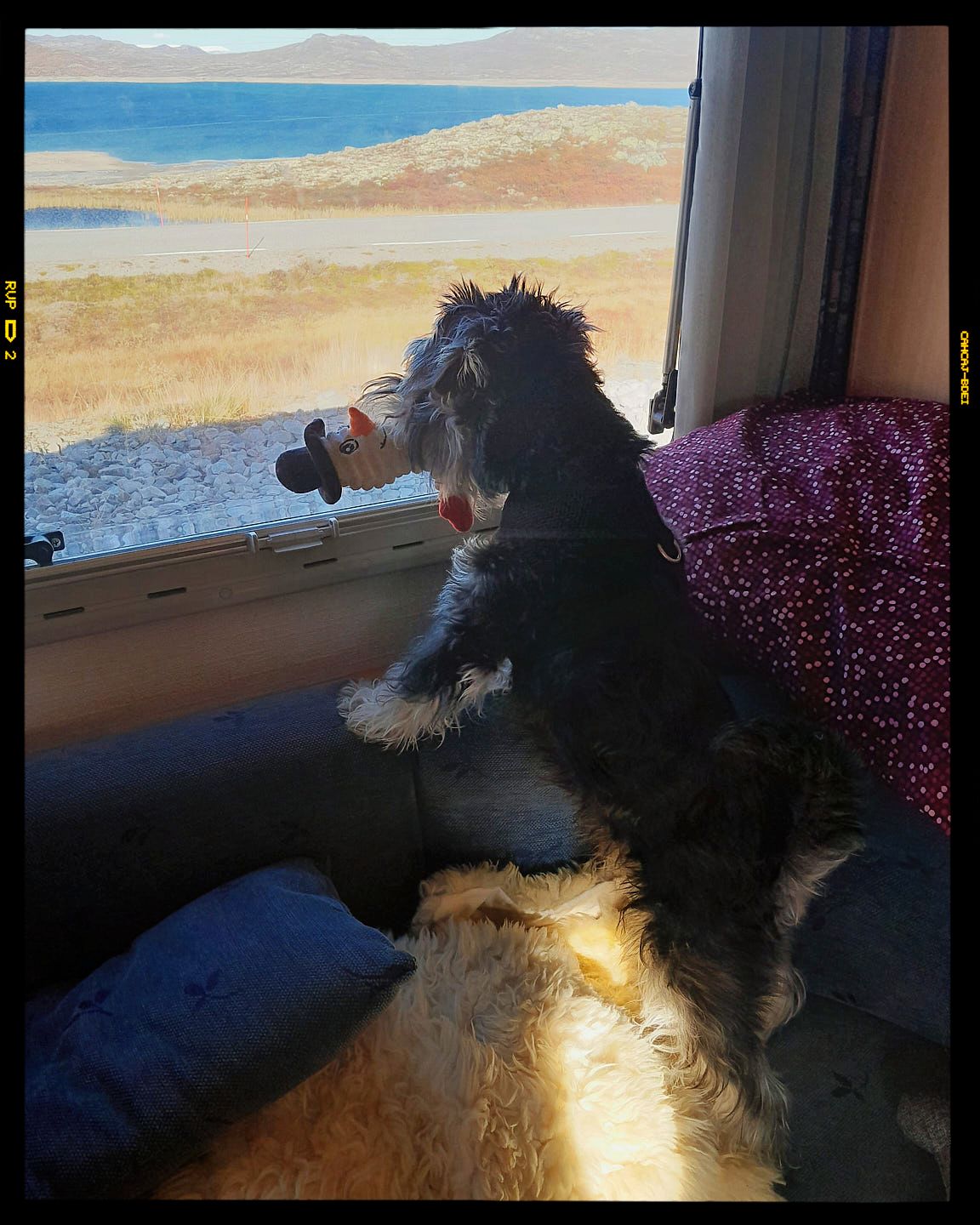 A black and white dog sits by a window looking out at a coastal beach view on a sunny day.