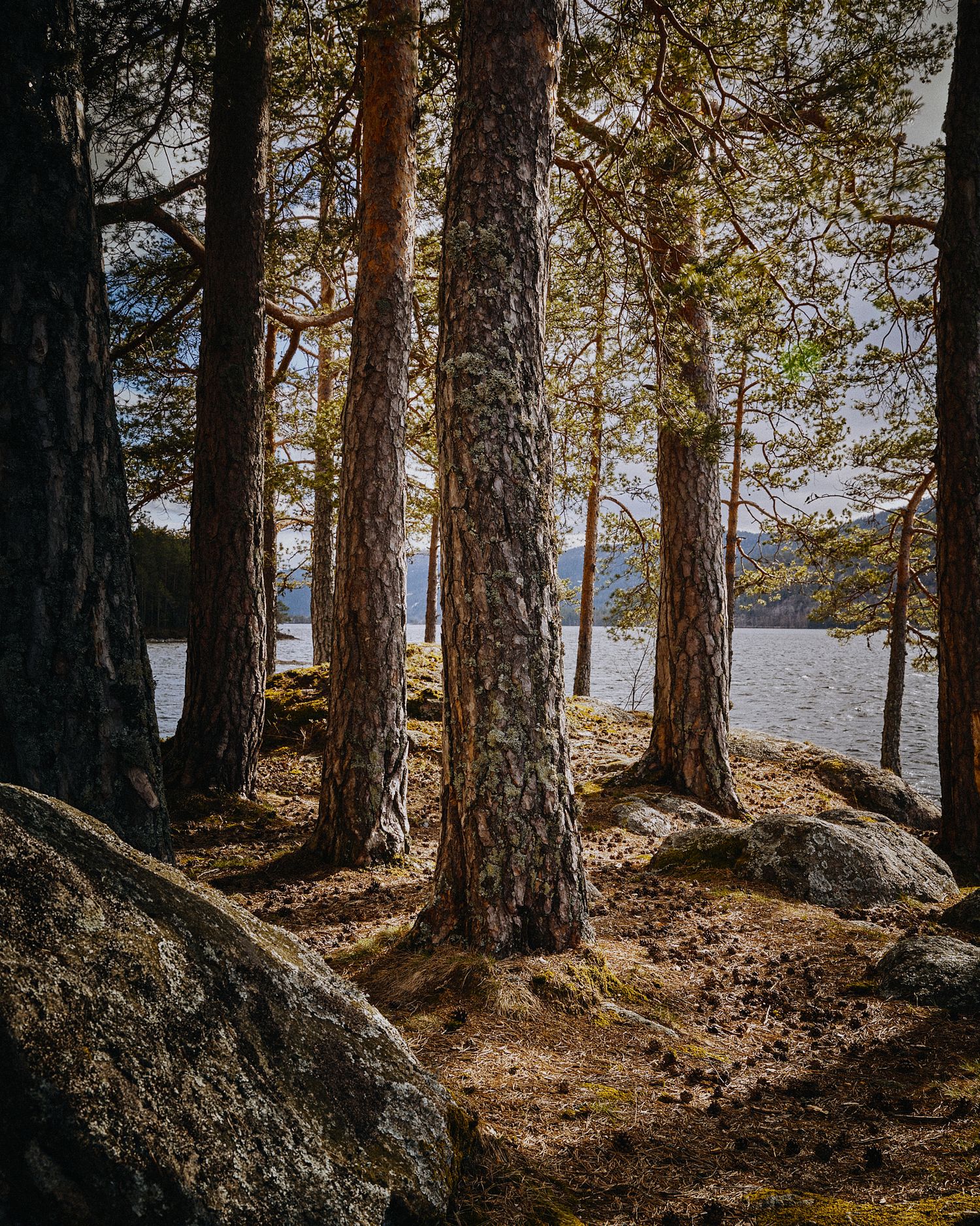 Pine forest trail along a rocky lake shore on a sunny day.