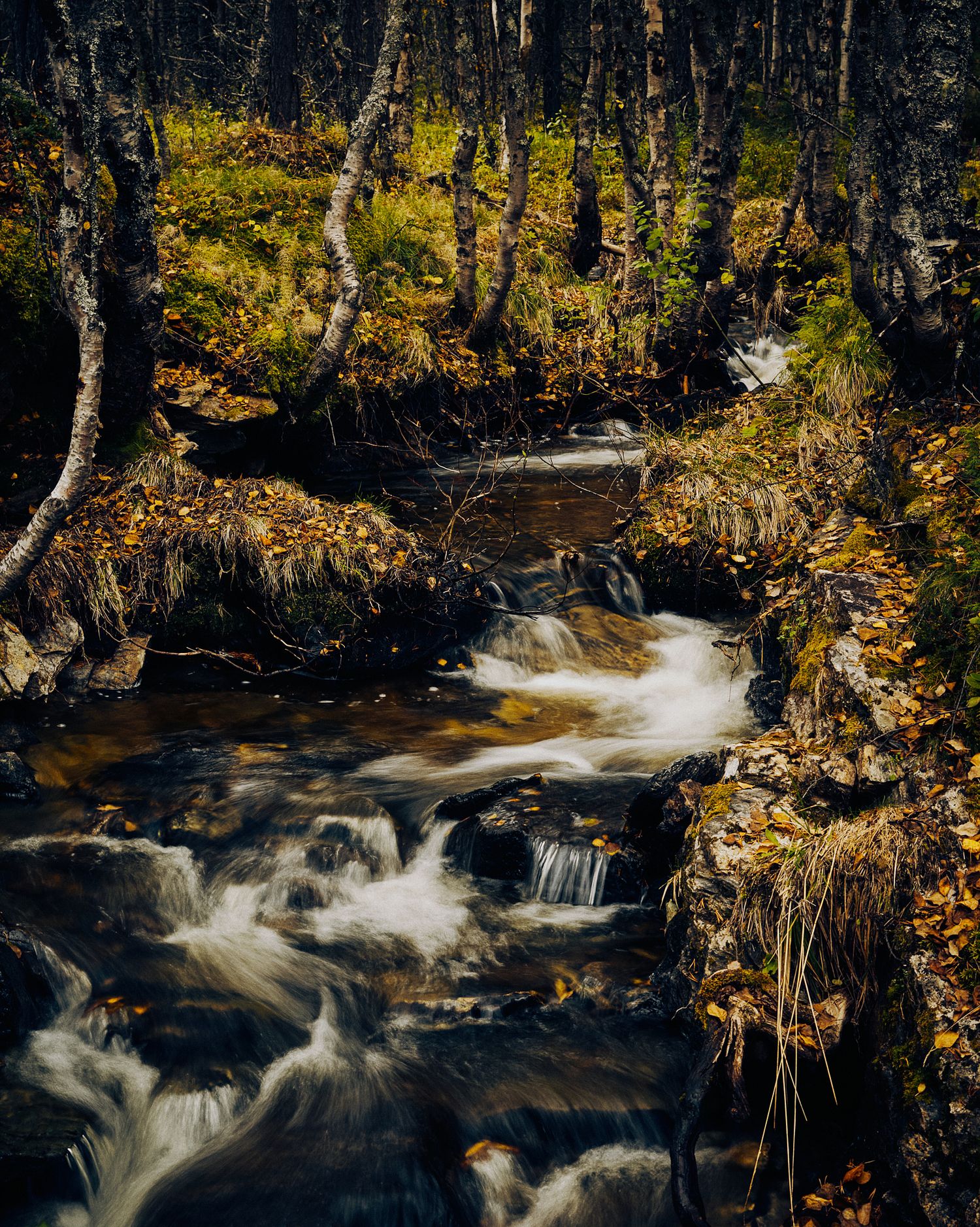 Forest stream with rushing white water cascading over rocks amid fall foliage.