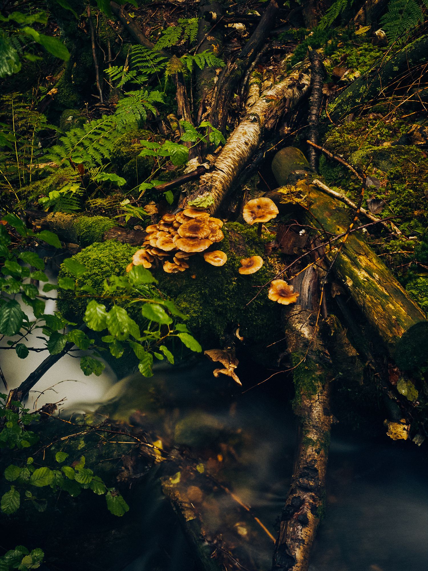 Glowing orange mushrooms grow on tree trunks in a dark forest surrounded by lush green ferns and foliage.