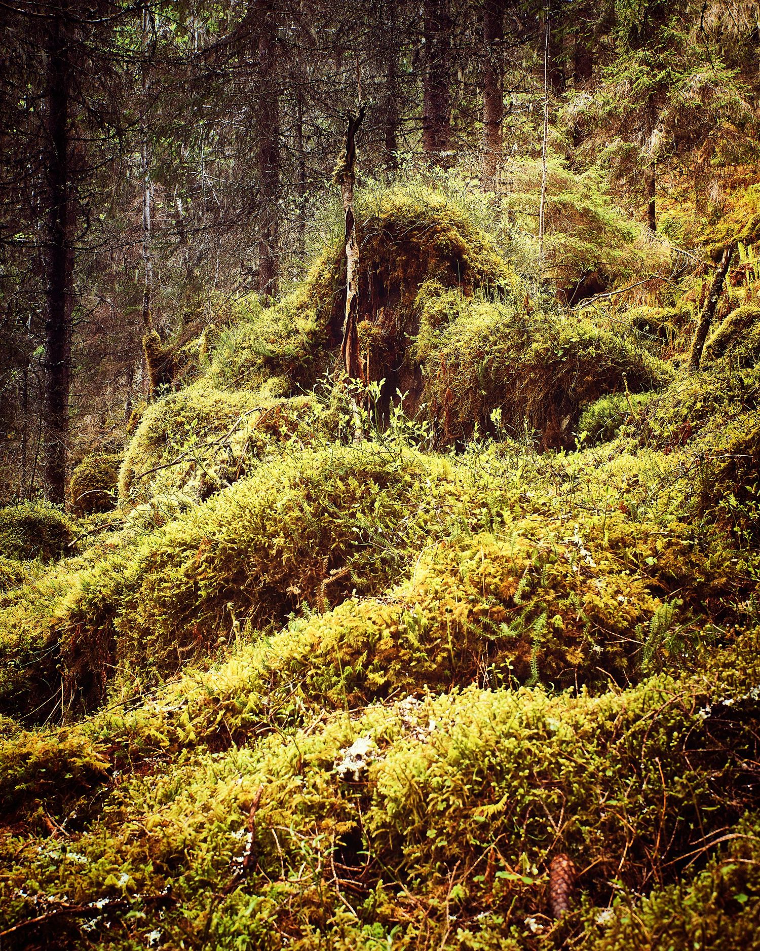 Mossy forest floor covered in lush green vegetation with sunlight filtering through trees.