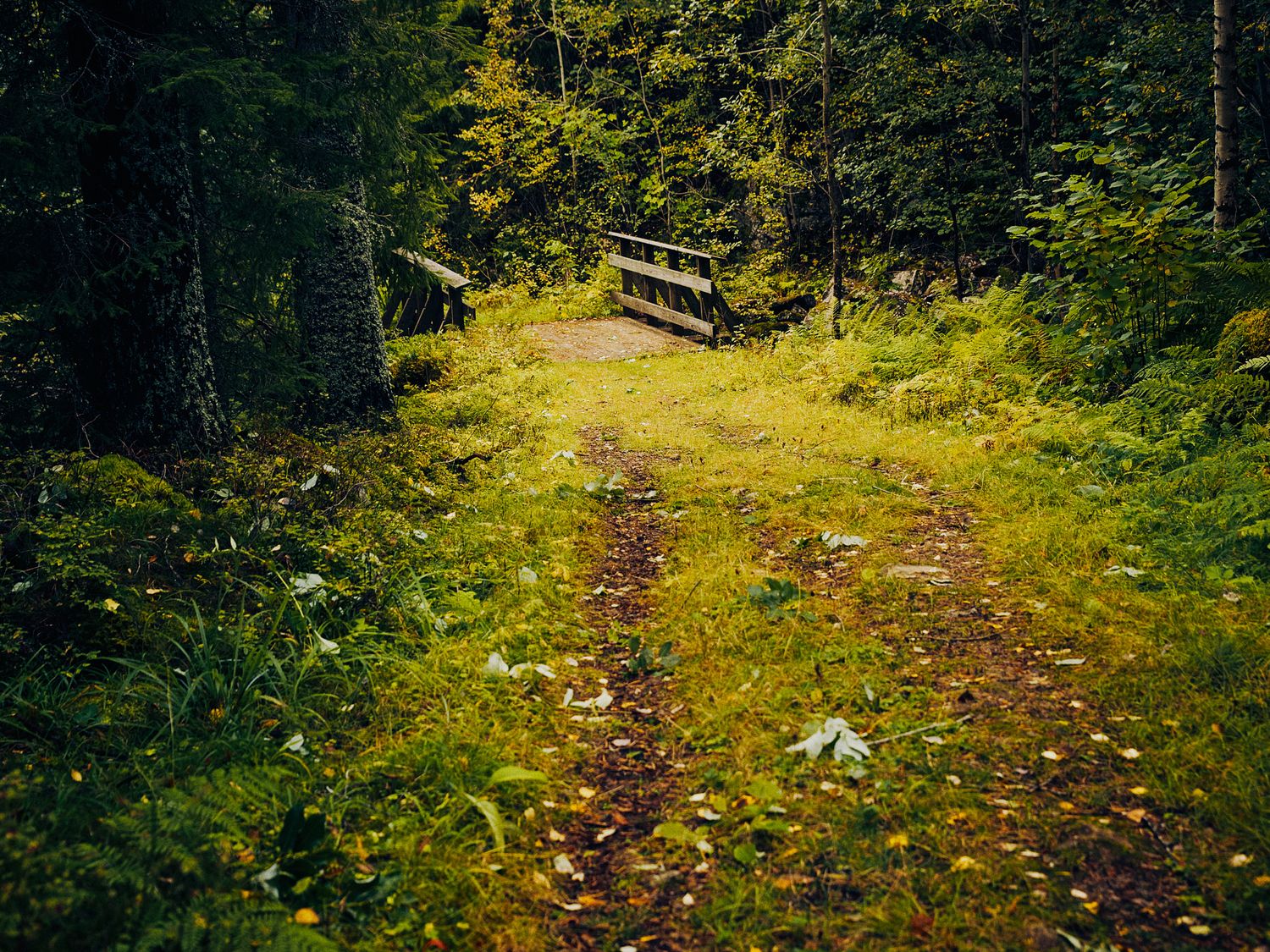 A narrow forest trail covered in fallen autumn leaves winds through dense green woodland.
