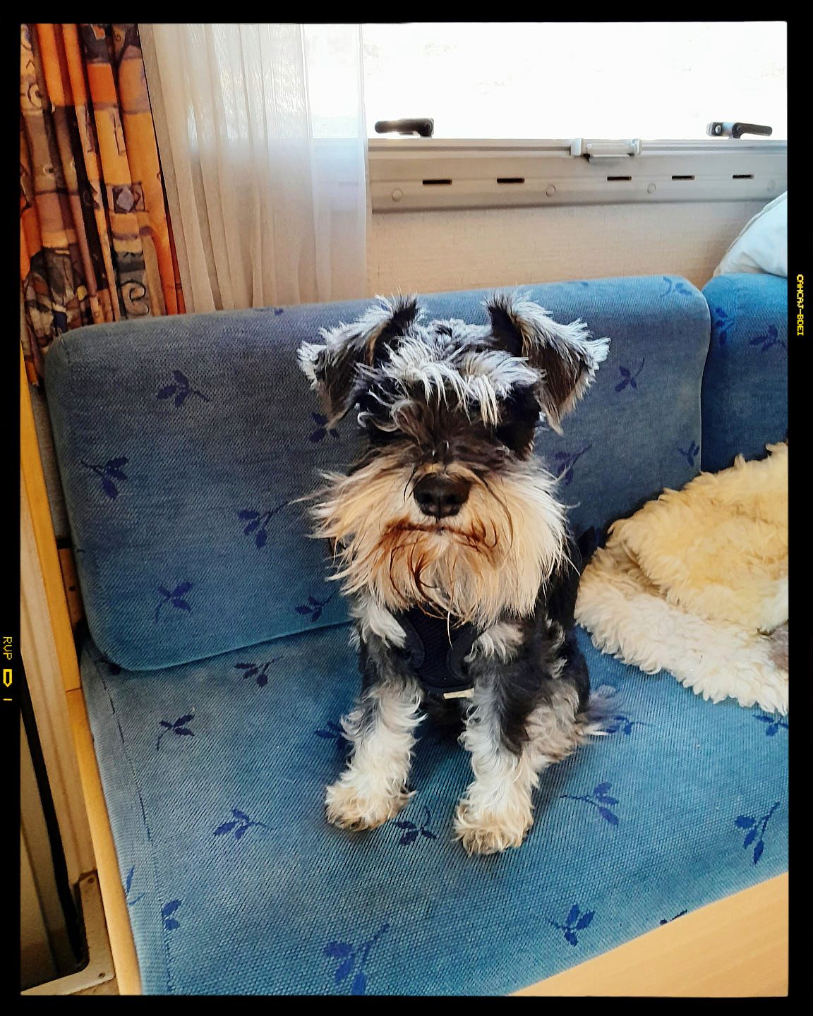 Small gray and white schnauzer mix dog sitting attentively on blue patterned upholstered chair.