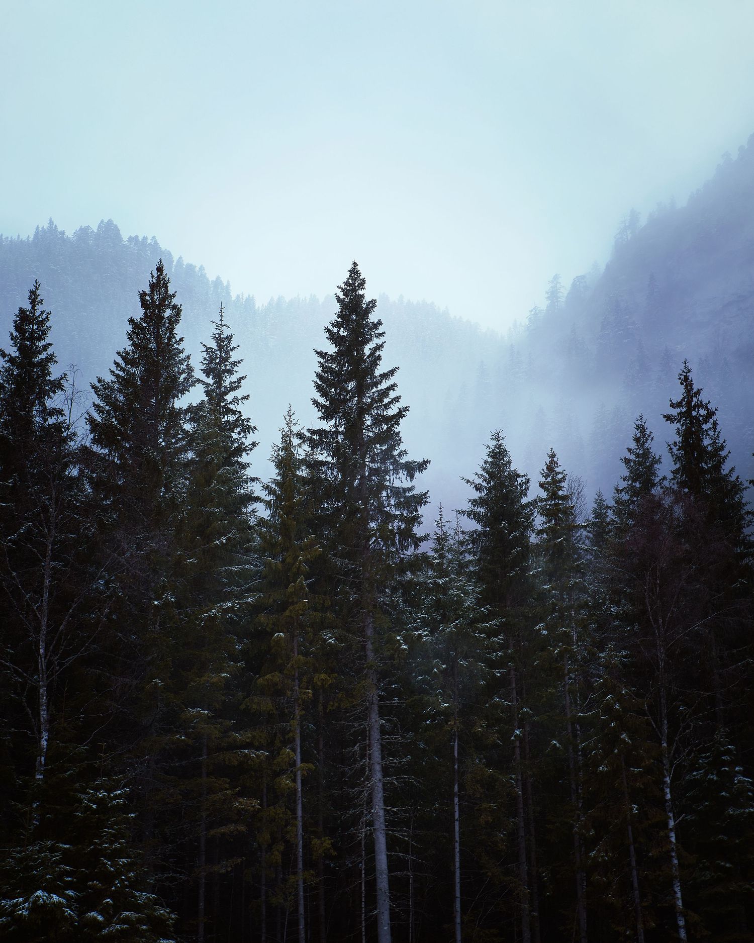 Misty mountain forest landscape with evergreen trees silhouetted against foggy sky.