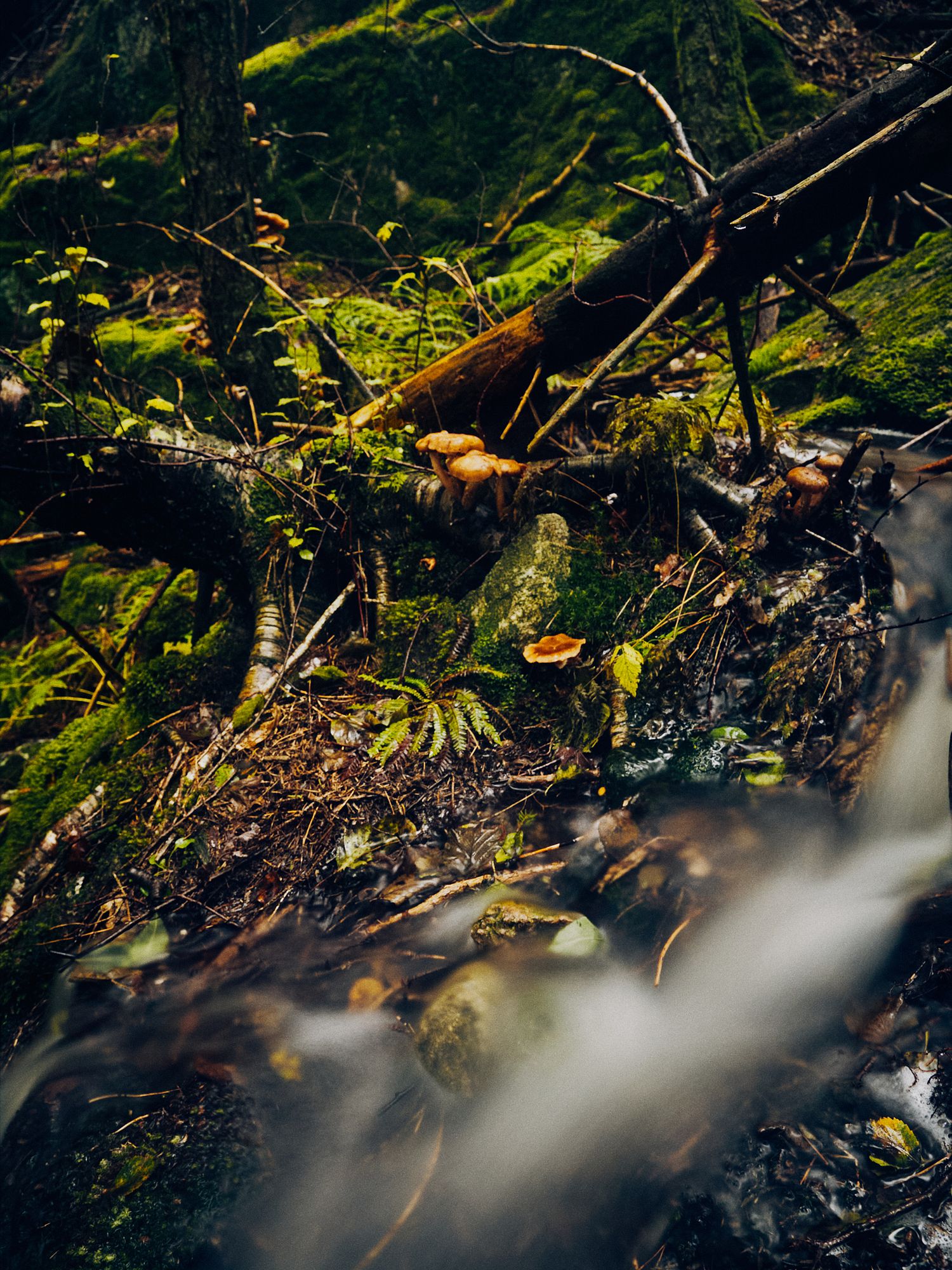 Forest floor scene with vibrant green ferns and delicate white mist creating an ethereal atmosphere.