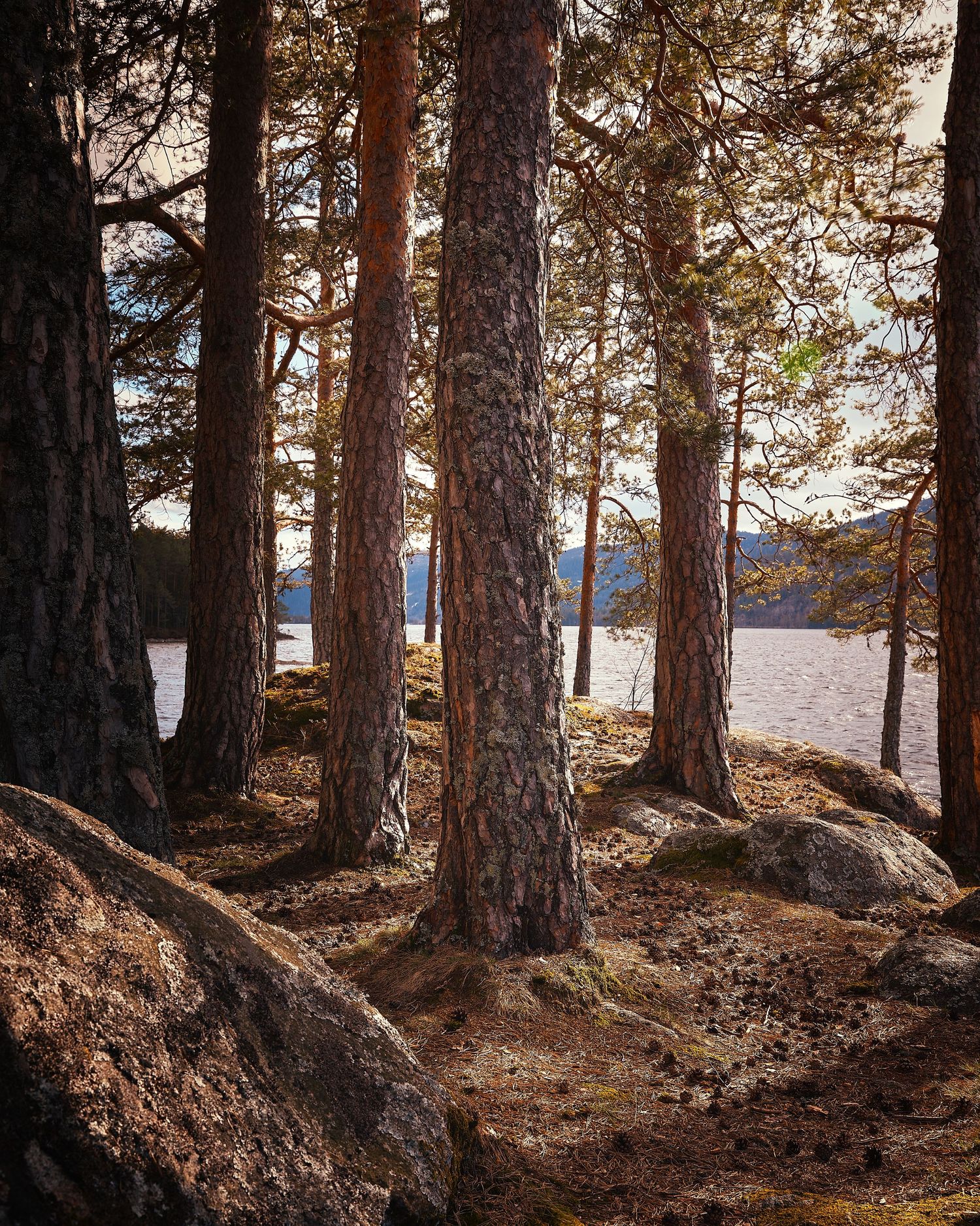 Pine forest panorama with sunlight filtering through tall trees and rocky ground.