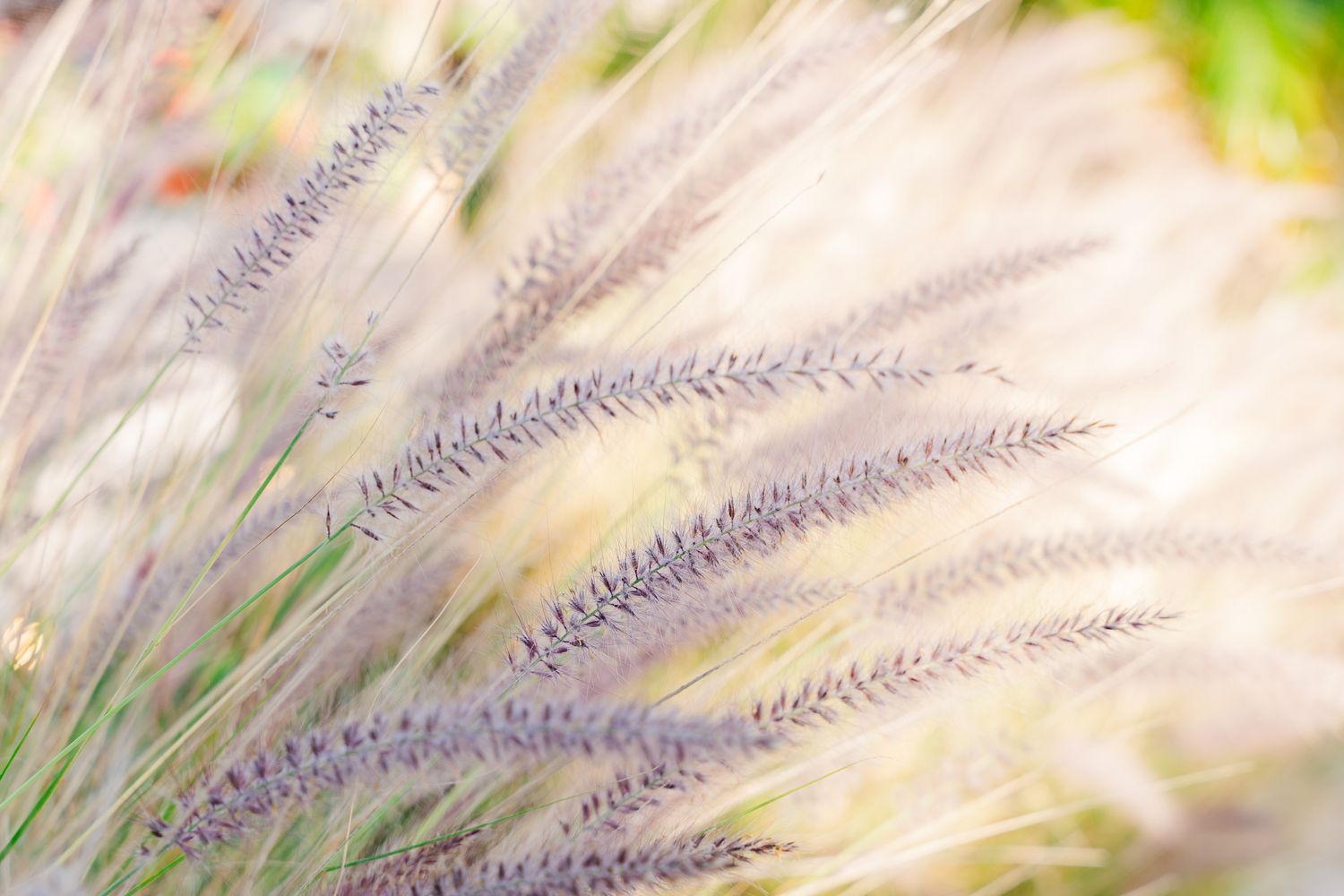 Soft focus ornamental grass plumes in purple and cream colors sway in ethereal natural light.