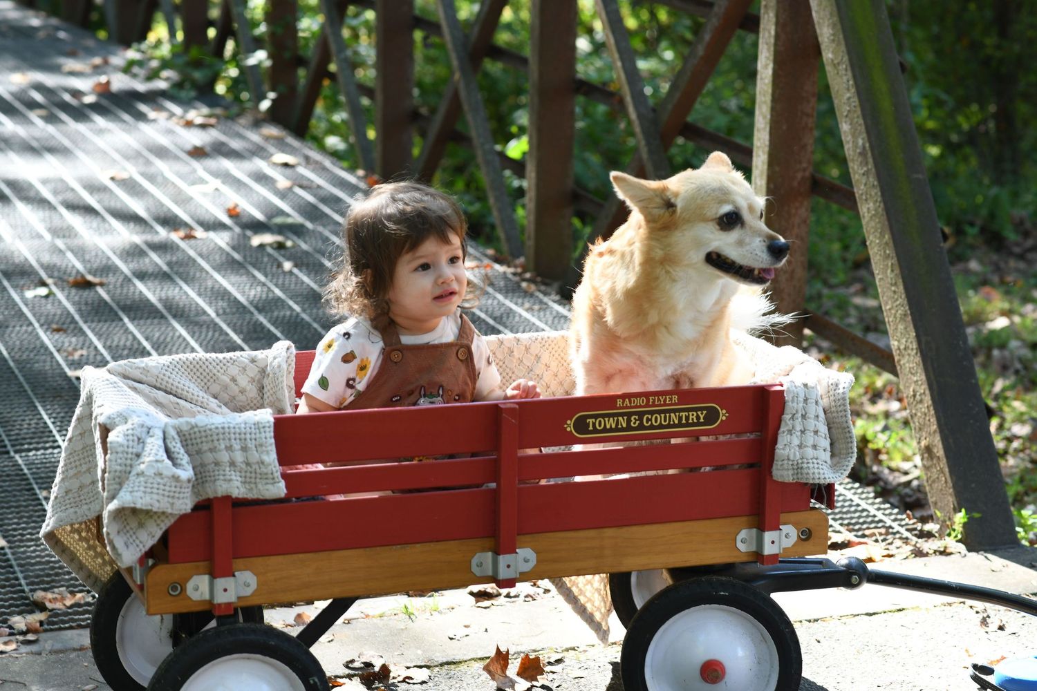 A red wagon carries a large fluffy dog through a sunny outdoor path while someone walks alongside.