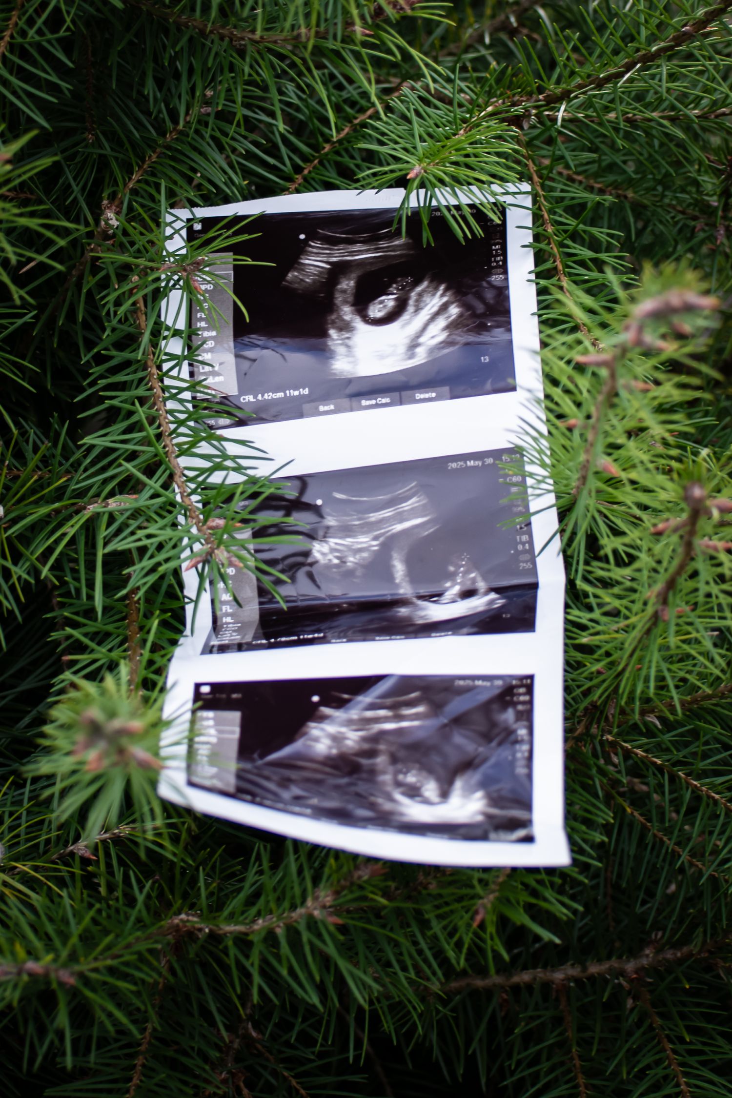 Black and white photographs displayed against evergreen pine needles in natural lighting.