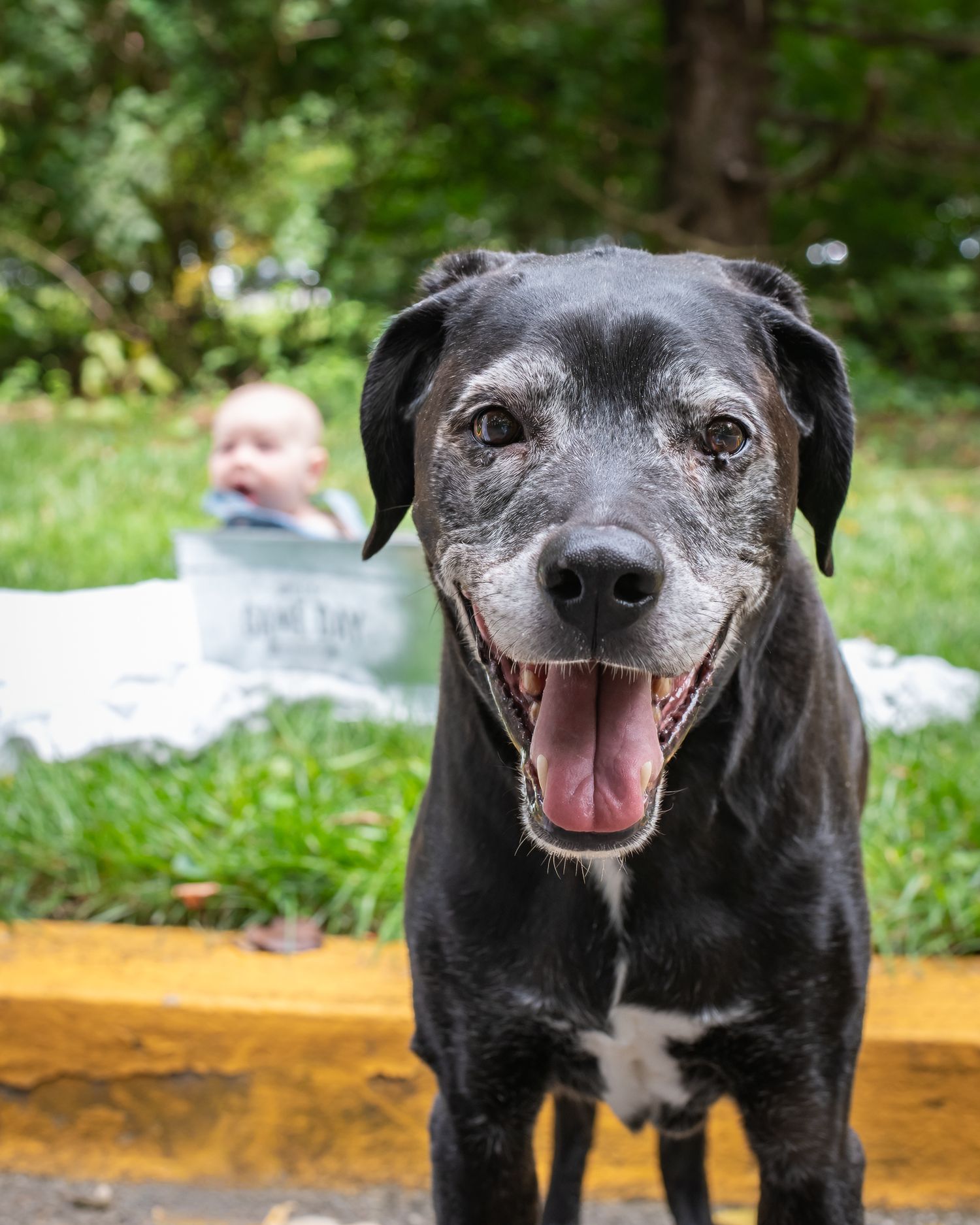 Happy senior black dog with graying muzzle smiles broadly outdoors, with a baby sitting in a tub in the background.
